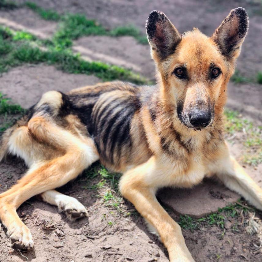 Enlarge Aggie, a Adoptable German Shepherd Dog in Houston, TX image 1/4
