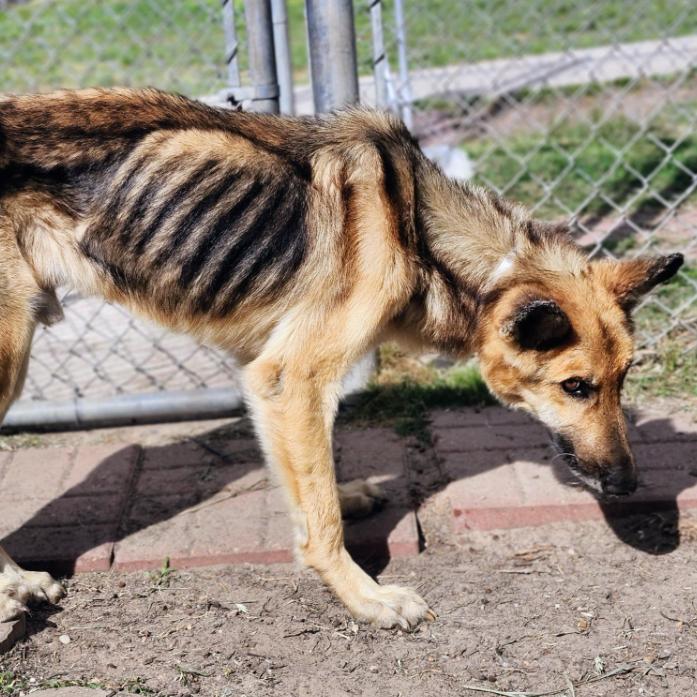 Enlarge Aggie, a Adoptable German Shepherd Dog in Houston, TX image 2/4
