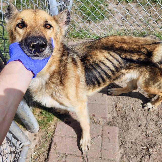 Enlarge Aggie, a Adoptable German Shepherd Dog in Houston, TX image 3/4