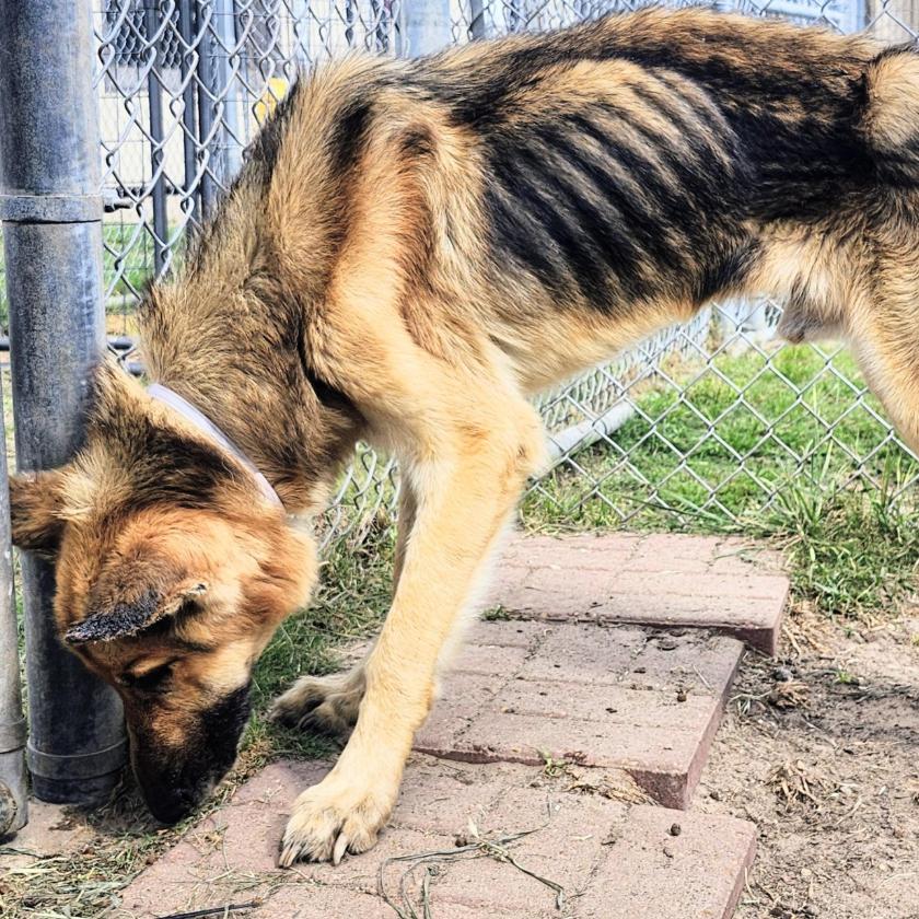Enlarge Aggie, a Adoptable German Shepherd Dog in Houston, TX image 4/4