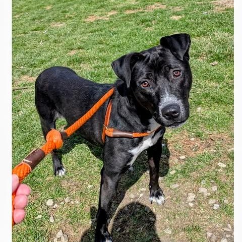 Phoebe, Adoptable, Young Female Pit Bull Terrier & Border Collie.