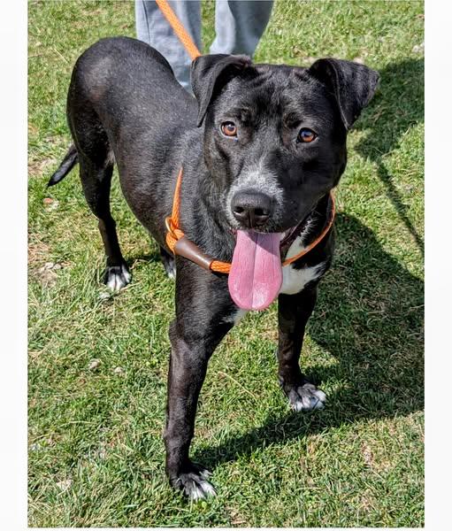 Phoebe, a Adoptable mixed breed in greenwood, IN image 2/6