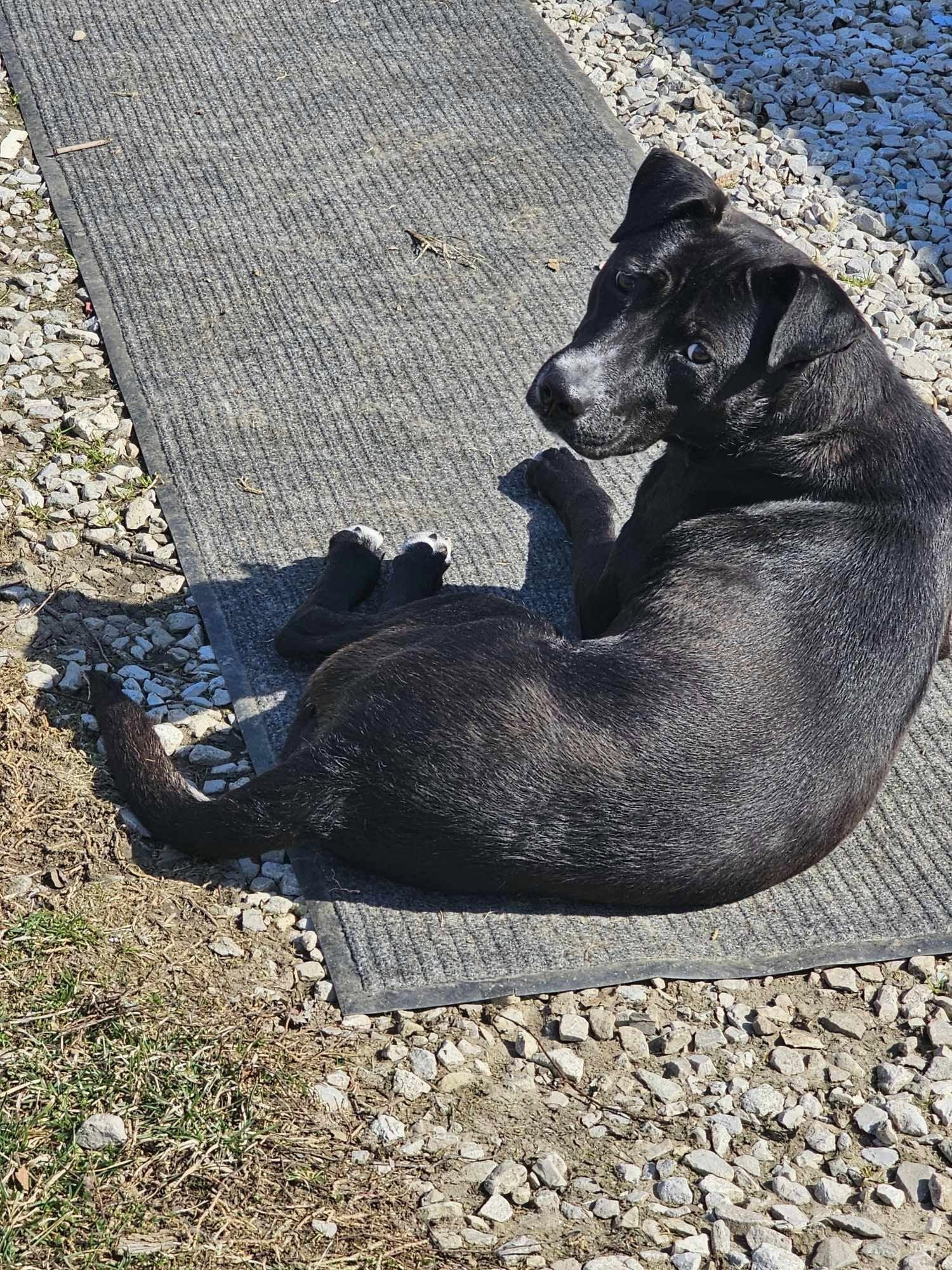 Phoebe, a Adoptable mixed breed in greenwood, IN image 3/6