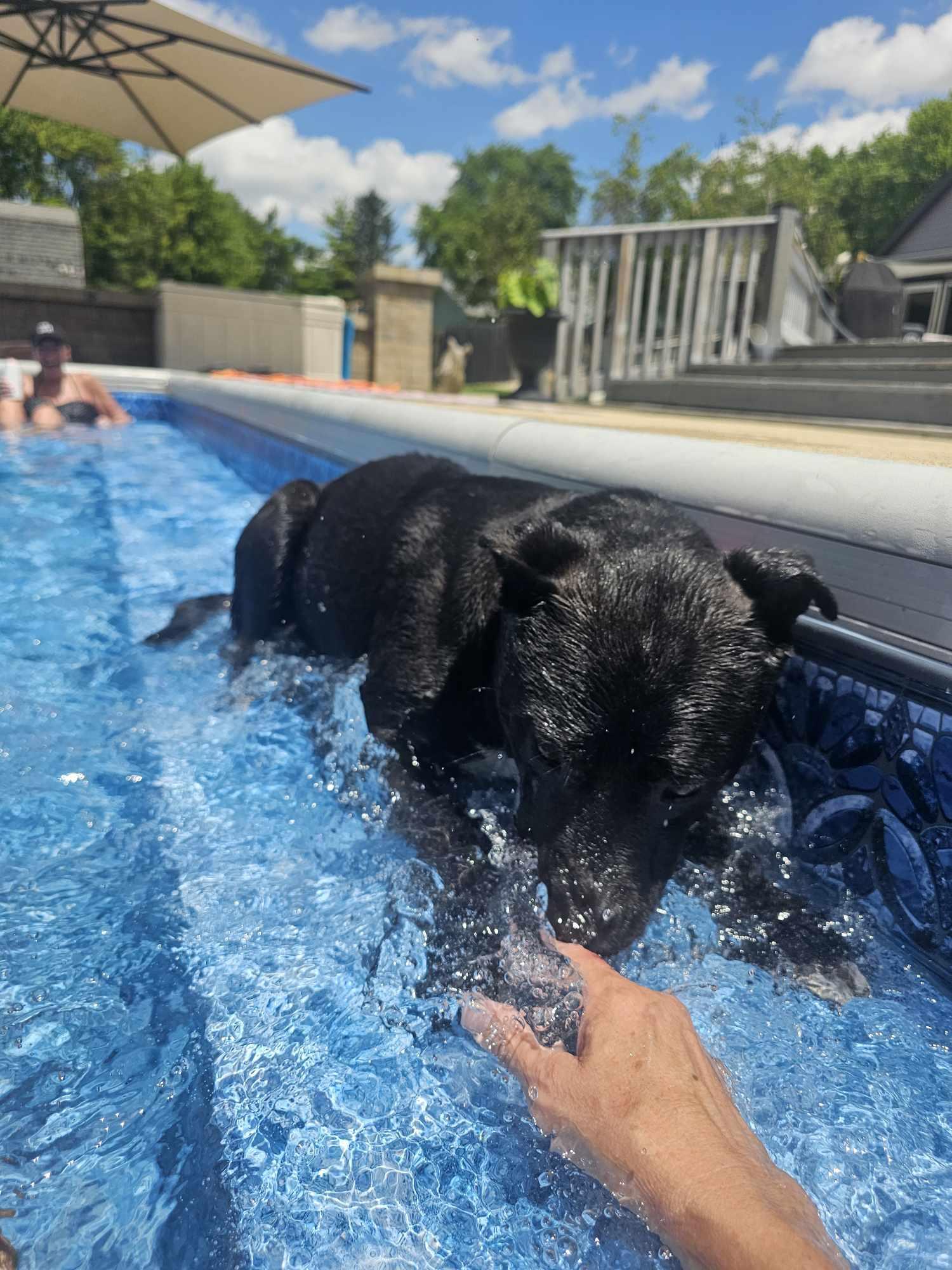 Phoebe, a Adoptable mixed breed in greenwood, IN image 4/6