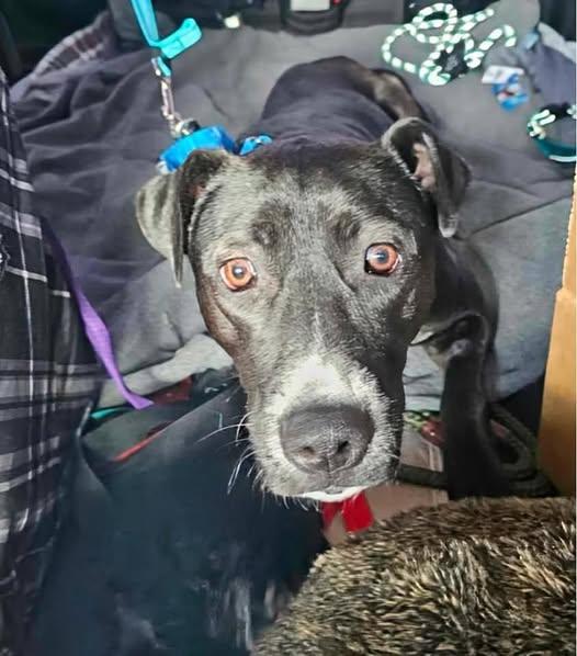 Phoebe, a Adoptable mixed breed in greenwood, IN image 5/6