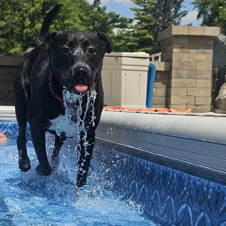 Phoebe, a Adoptable mixed breed in greenwood, IN image 6/6