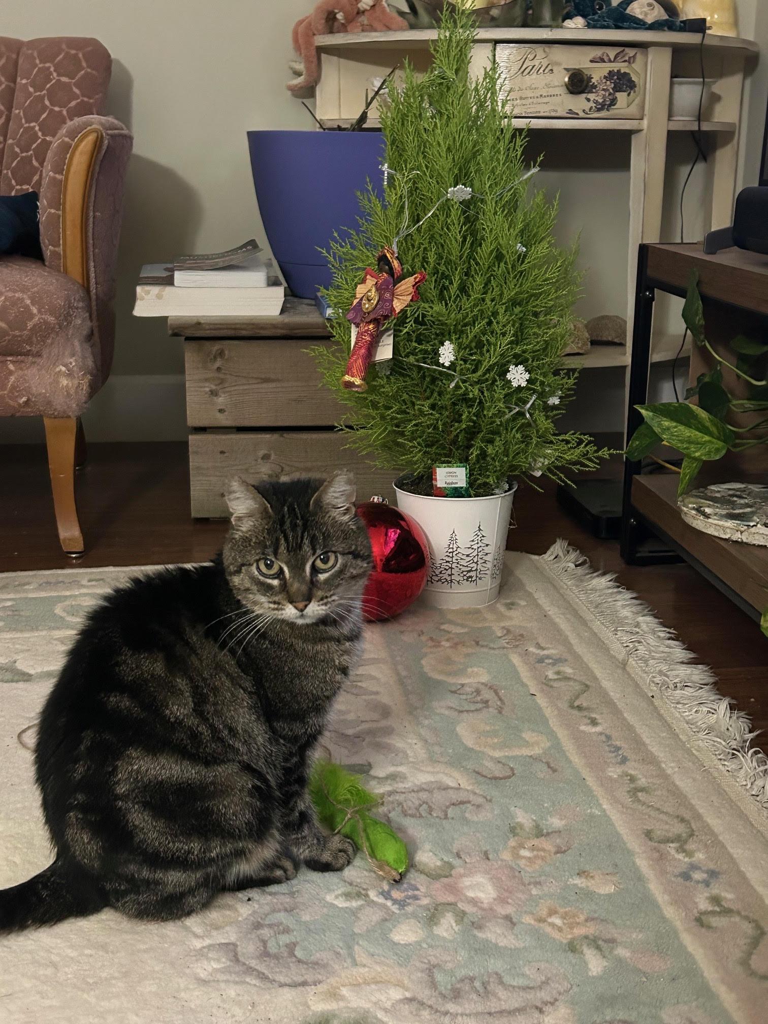 Enlarge Astro, a ADOPTABLE Domestic Short Hair in Courtenay, BC image 2/3