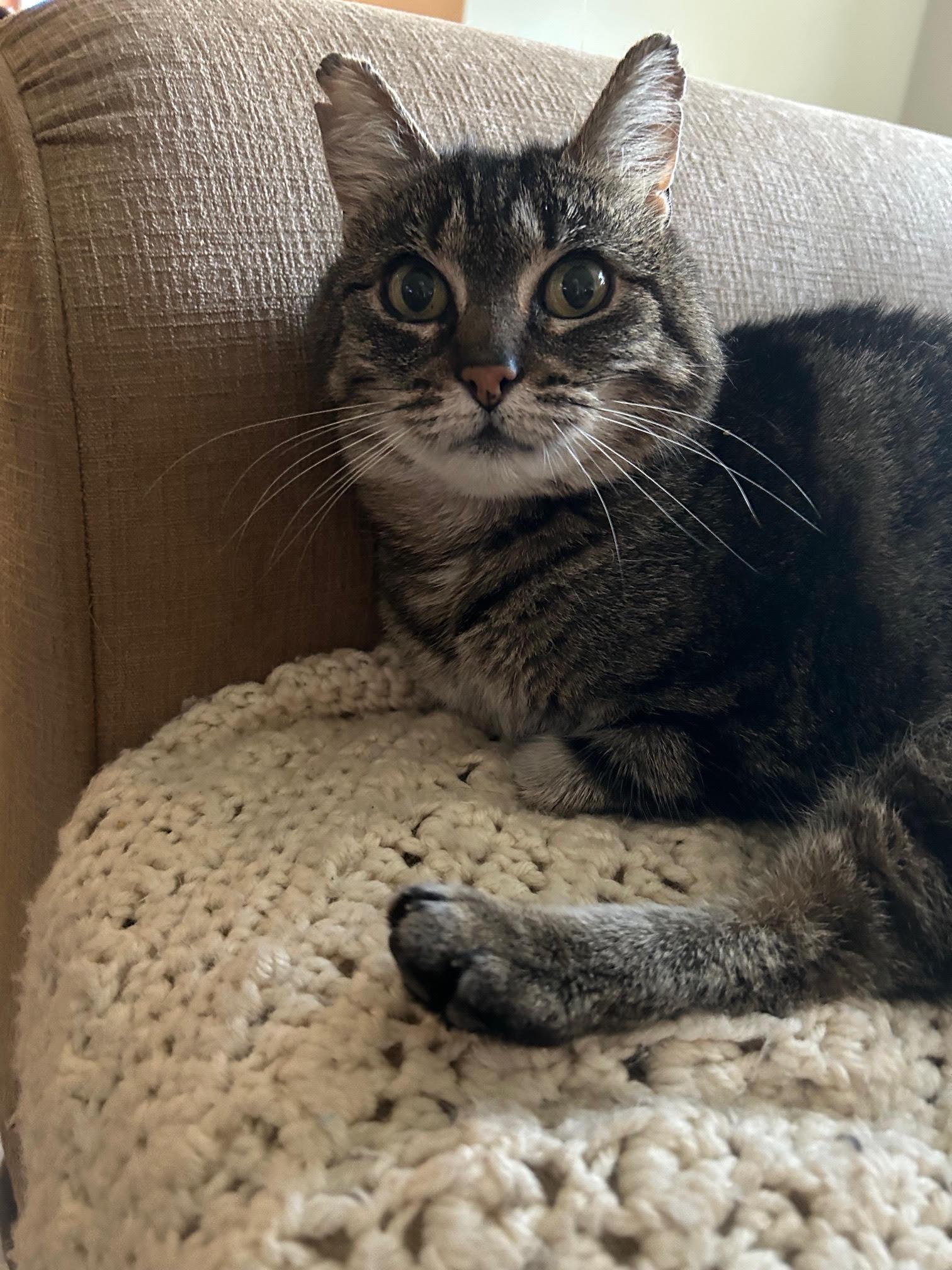 Enlarge Astro, a ADOPTABLE Domestic Short Hair in Courtenay, BC image 1/3