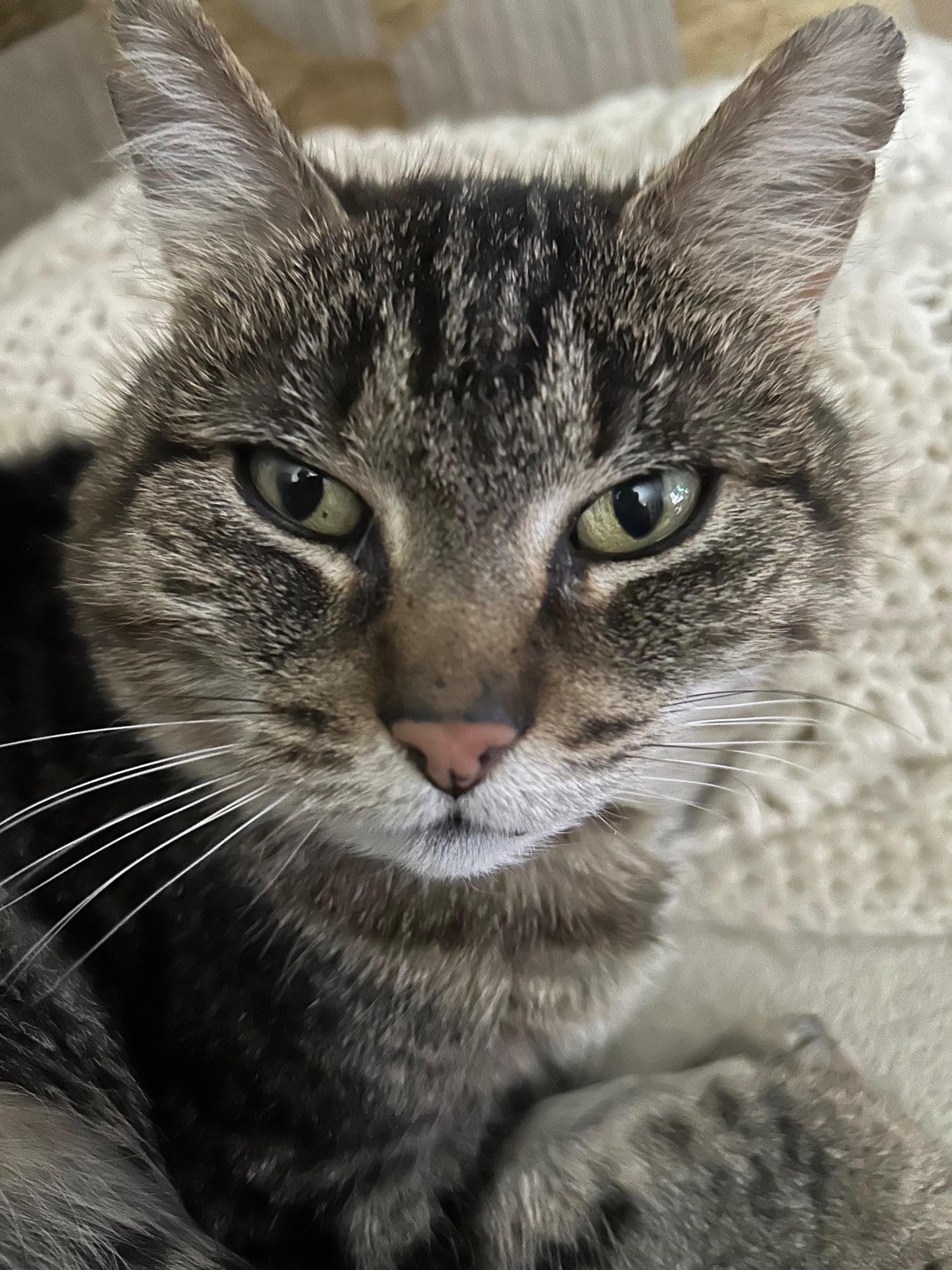 Enlarge Astro, a ADOPTABLE Domestic Short Hair in Courtenay, BC image 3/3