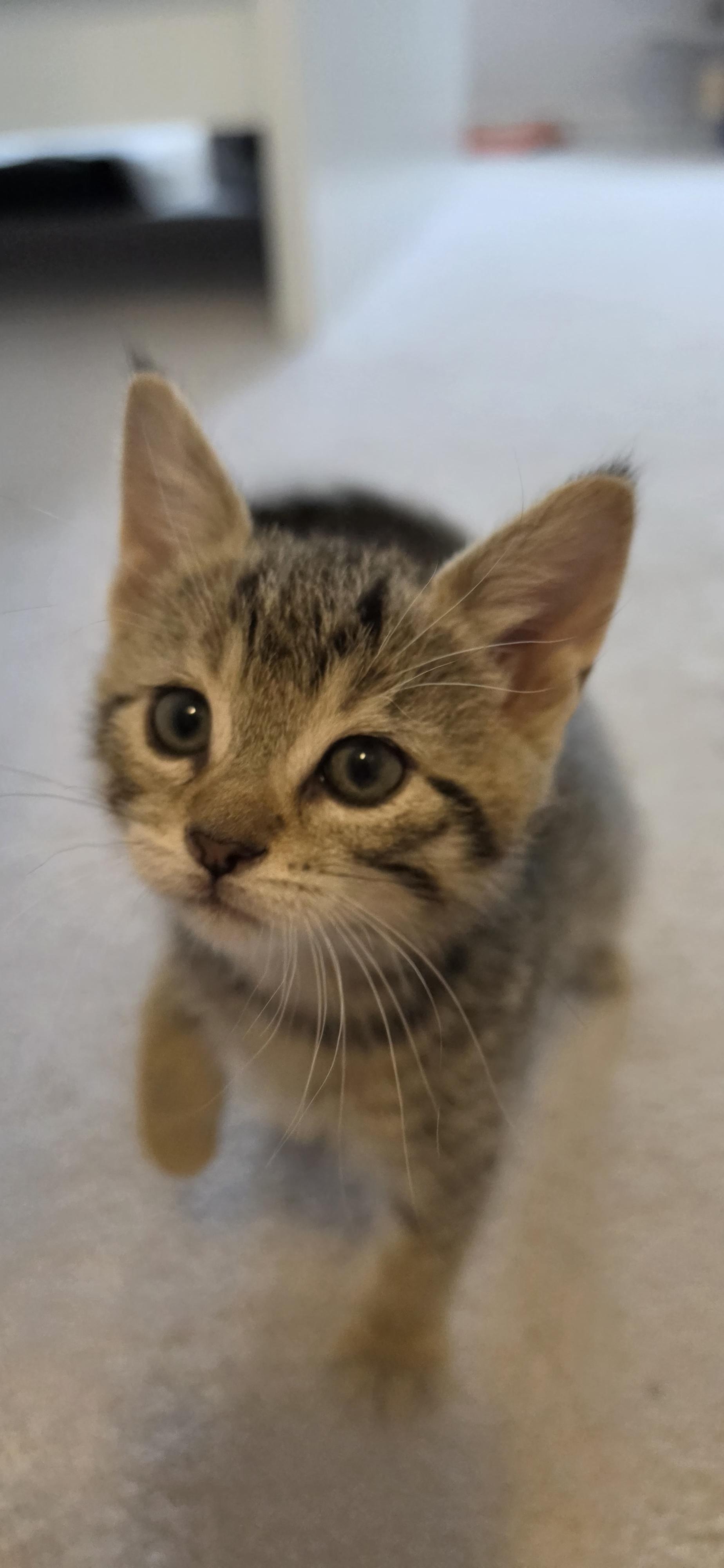 Enlarge Grogu & Bean, a Adoptable Domestic Short Hair in Toronto, ON image 6/6