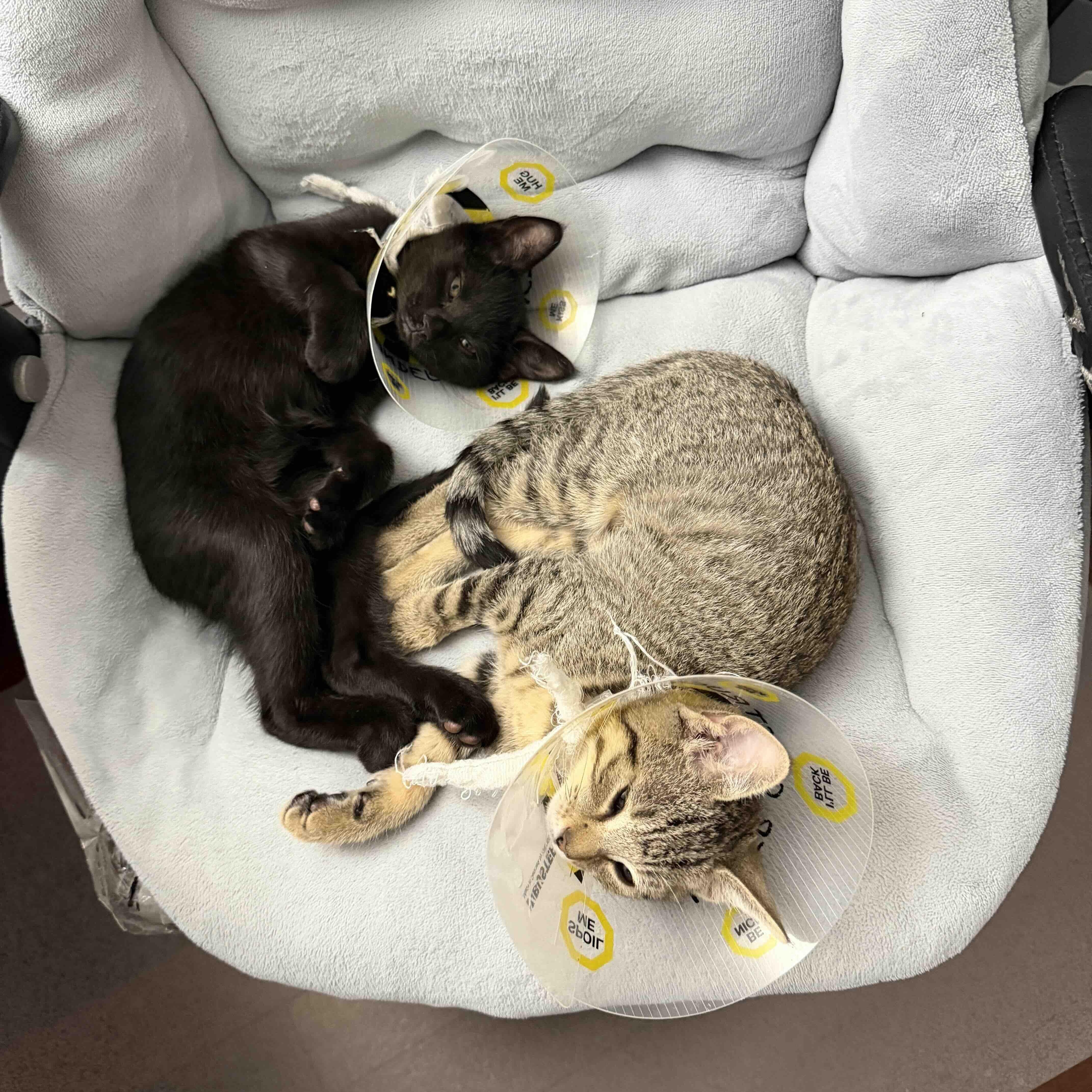 Grogu & Bean, Adoptable, Kitten Female Domestic Short Hair.
