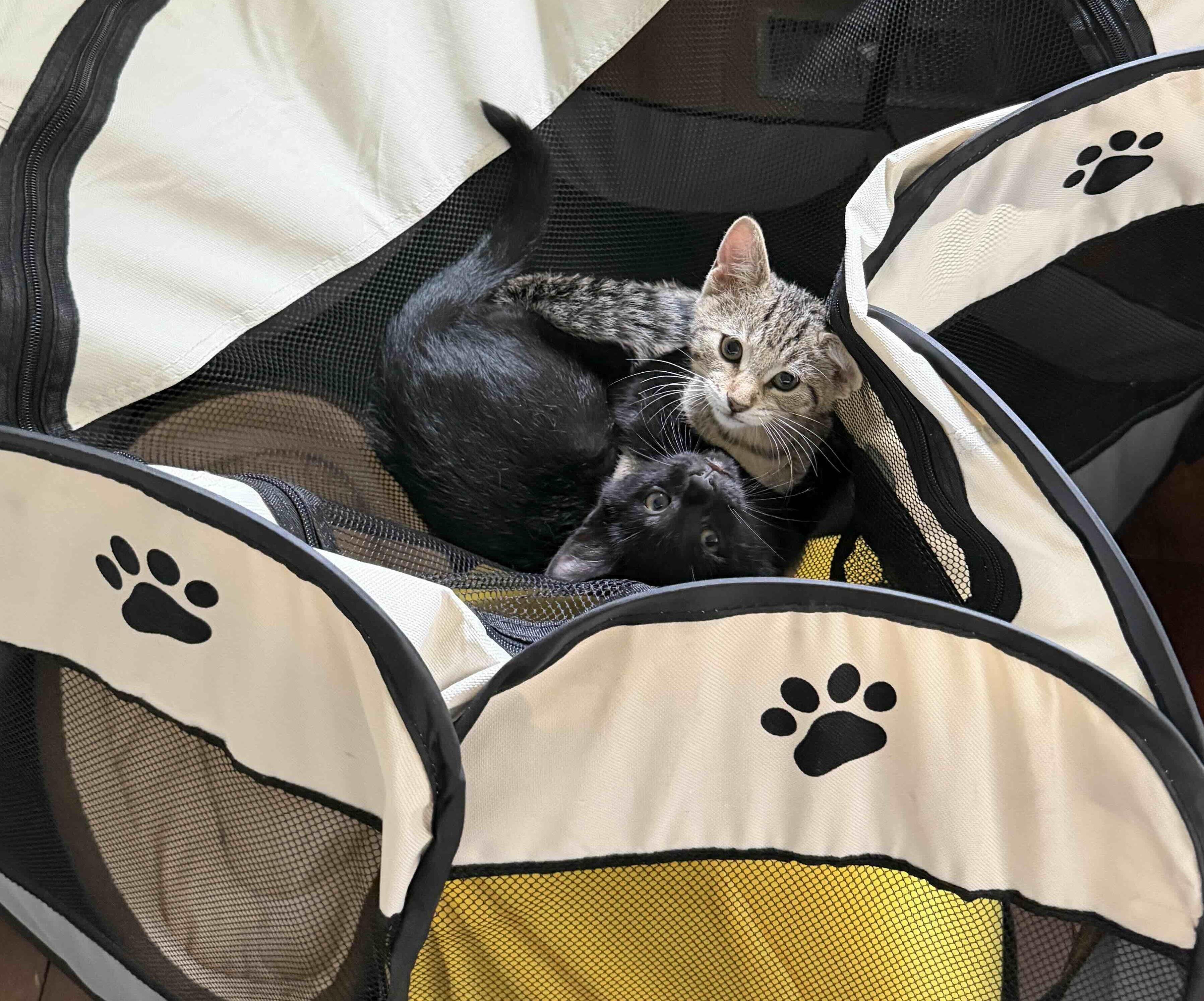 Enlarge Grogu & Bean, a Adoptable Domestic Short Hair in Toronto, ON image 3/6