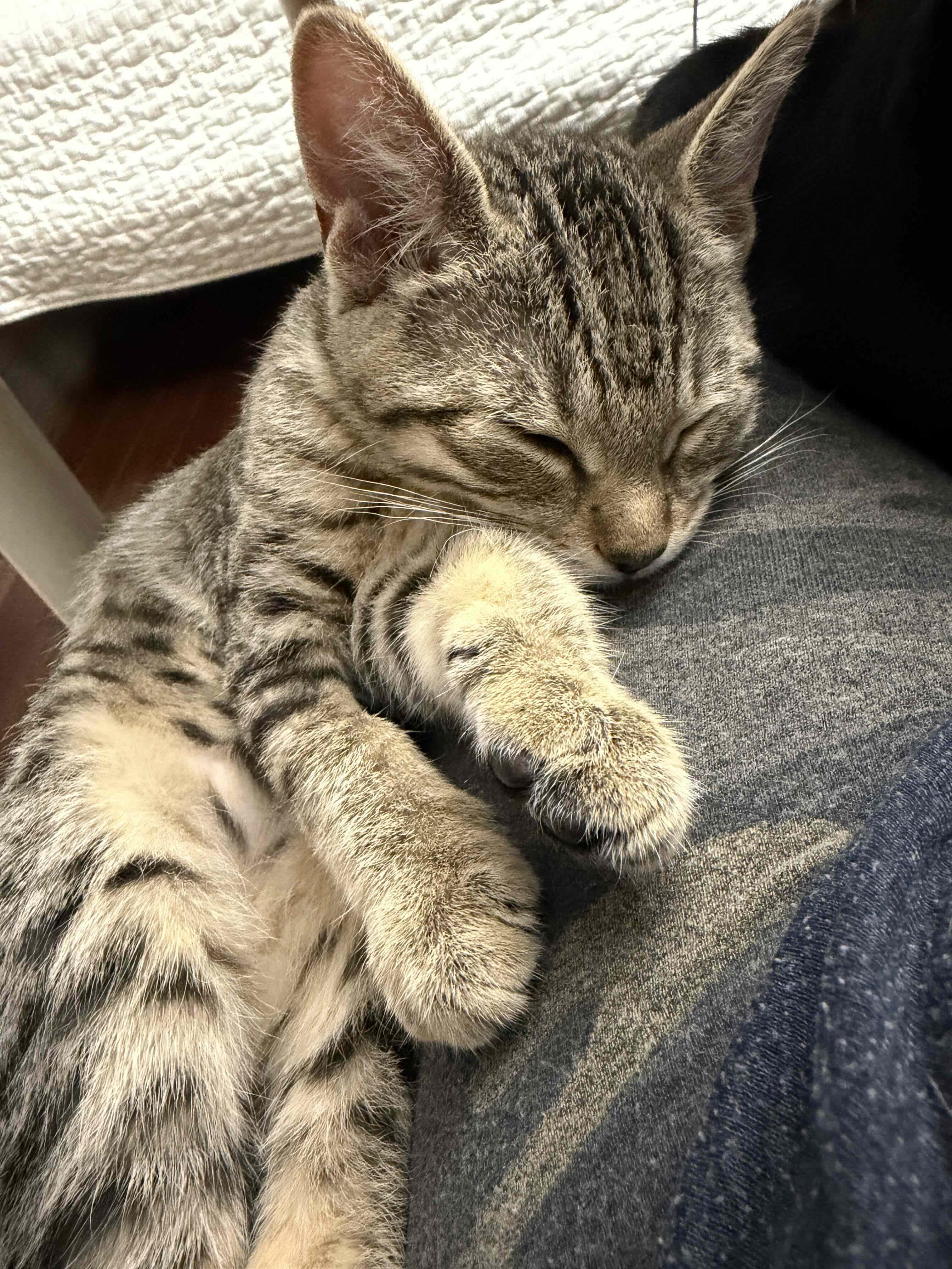 Enlarge Grogu & Bean, a Adoptable Domestic Short Hair in Toronto, ON image 5/6