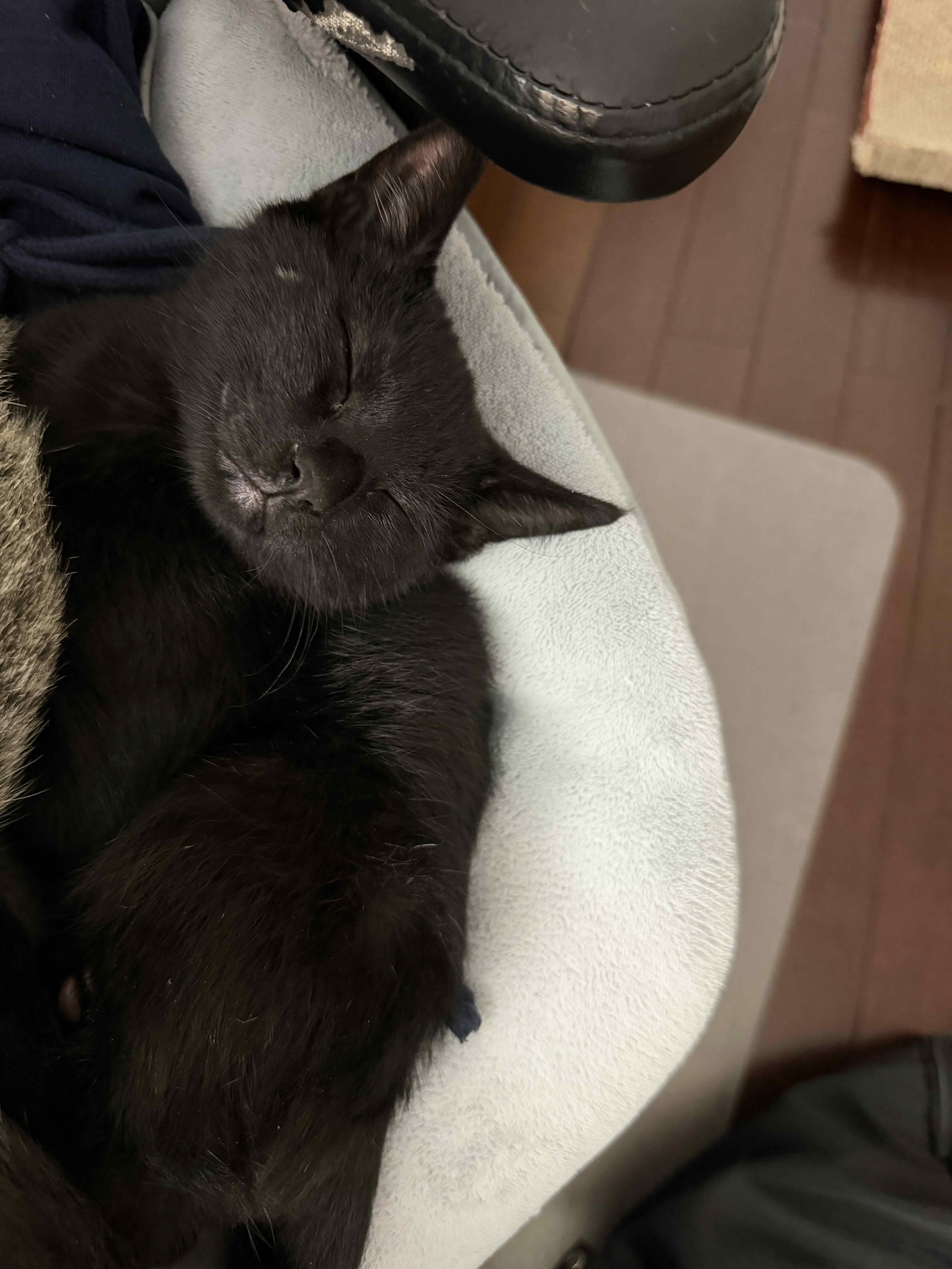 Enlarge Grogu & Bean, a Adoptable Domestic Short Hair in Toronto, ON image 4/6