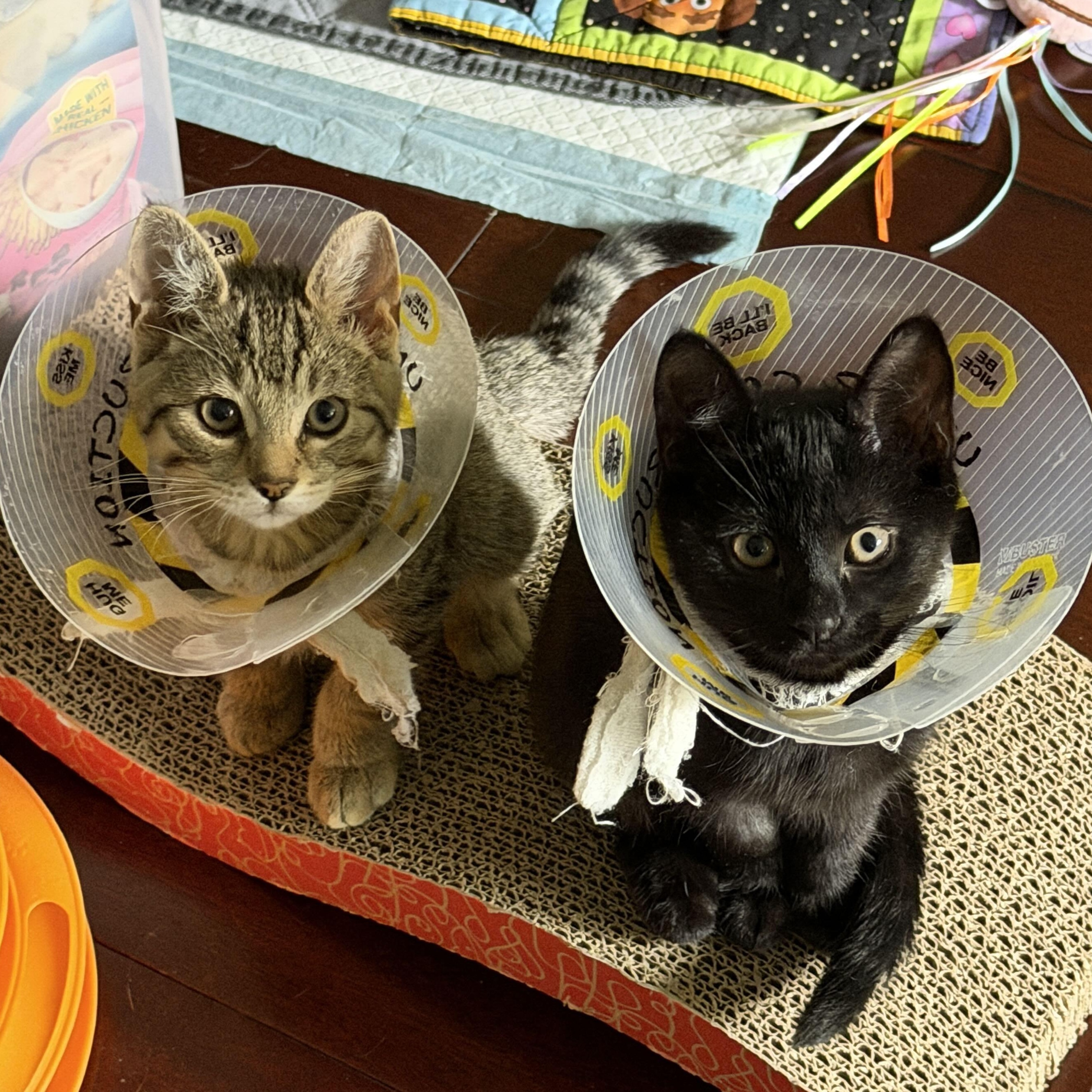Enlarge Grogu & Bean, a Adoptable Domestic Short Hair in Toronto, ON image 2/6