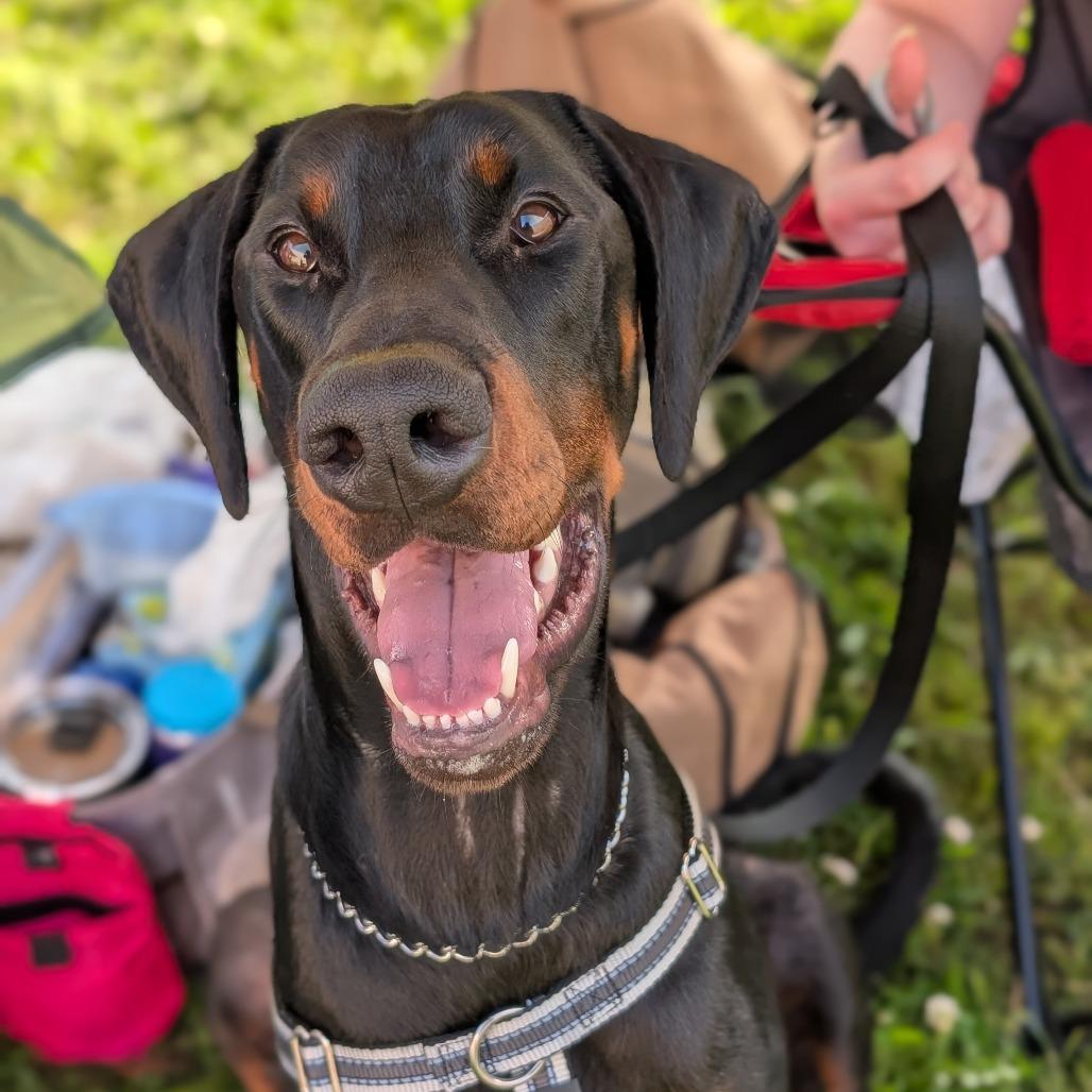 Monty, a Adoptable Doberman Pinscher in Simpsonville, SC image 1/3