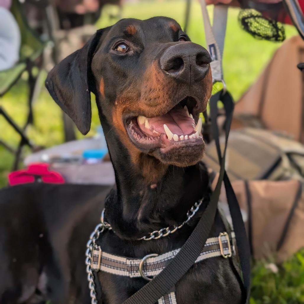 Monty, a Adoptable Doberman Pinscher in Simpsonville, SC image 2/3