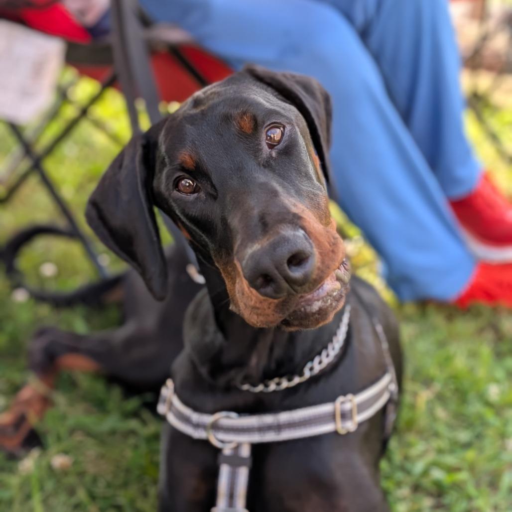 Monty, a Adoptable Doberman Pinscher in Simpsonville, SC image 3/3