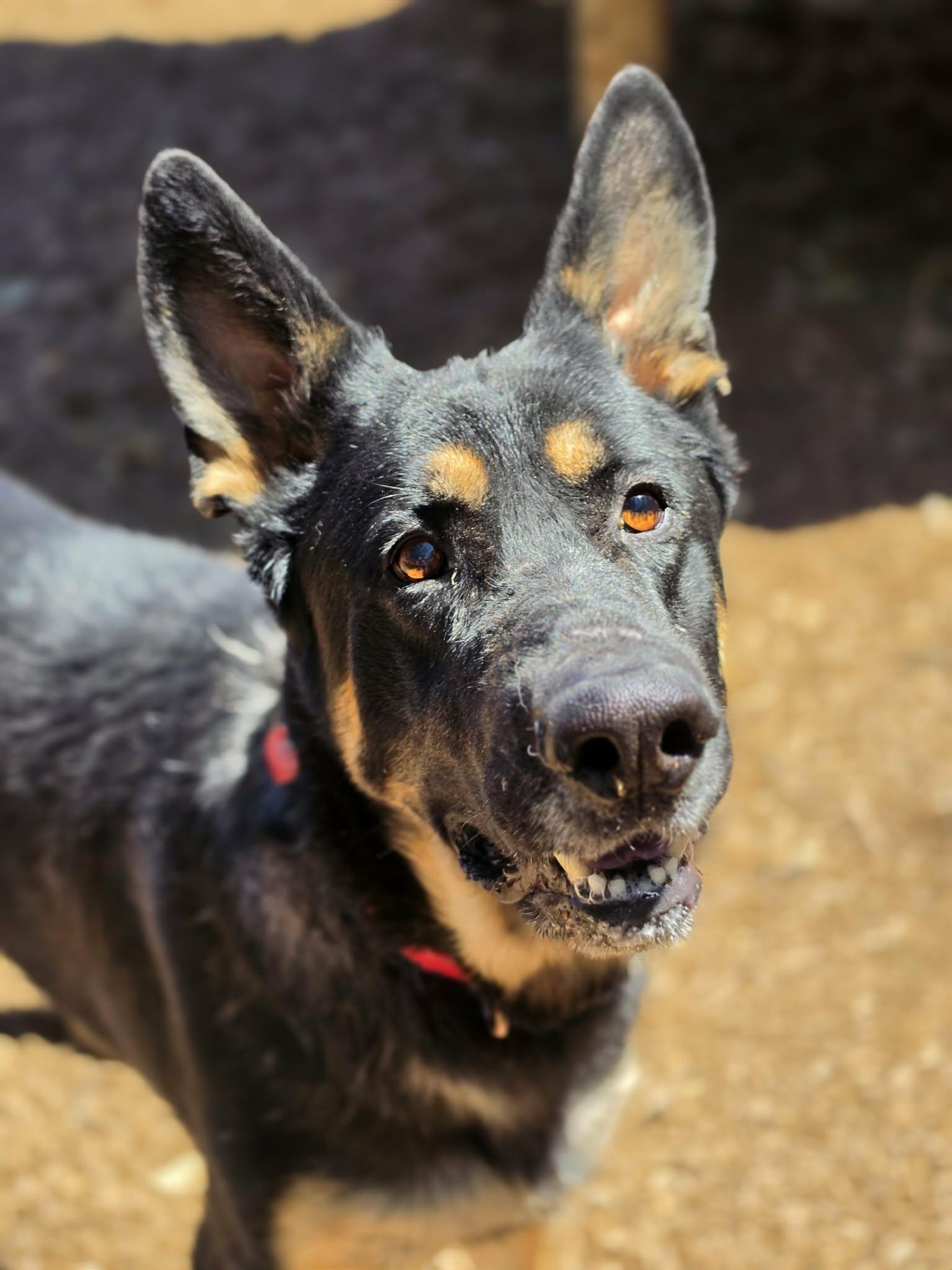 Enlarge Shepherd, a ADOPTABLE German Shepherd Dog in Grants Pass, OR image 3/6