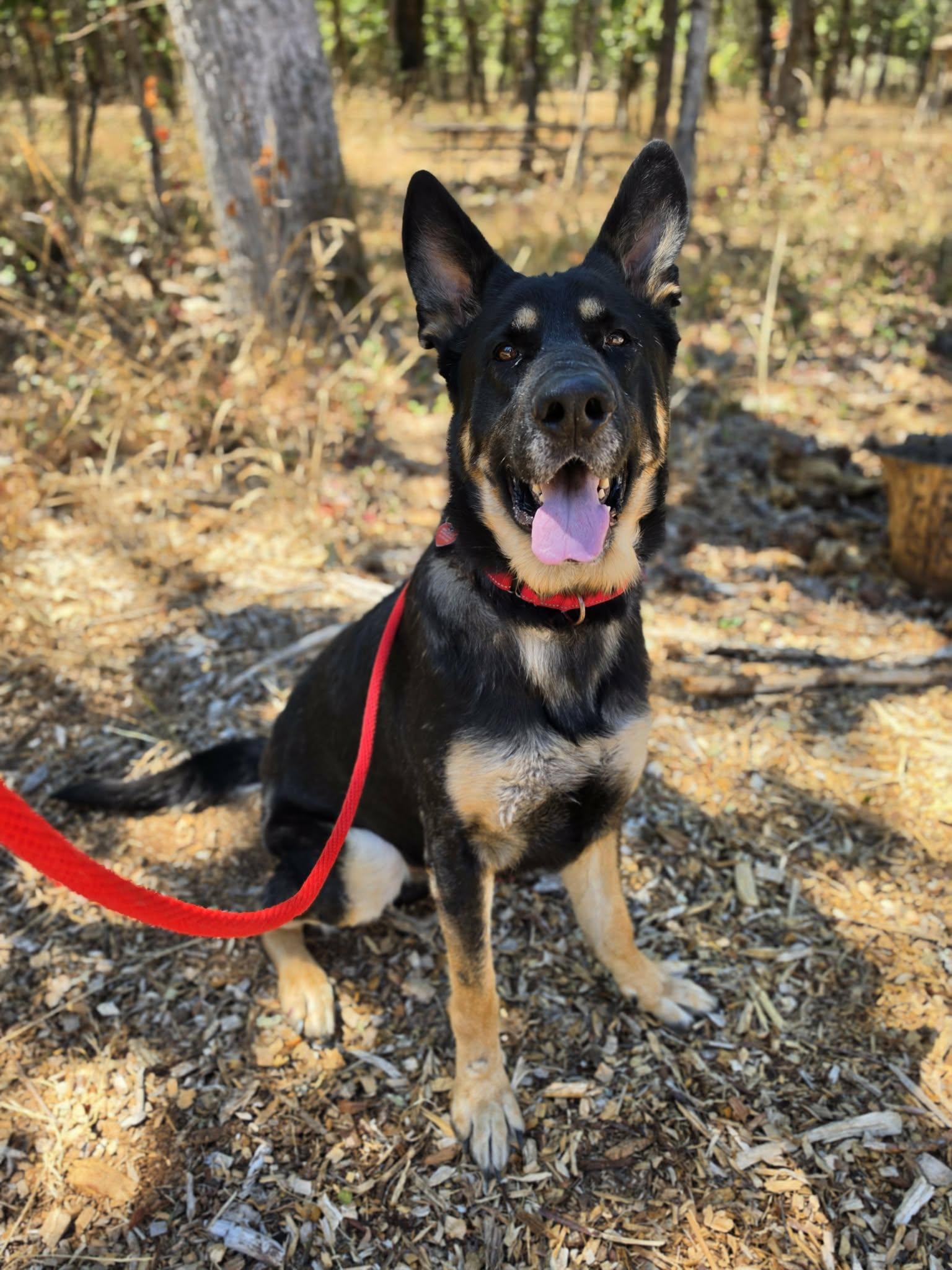Enlarge Shepherd, a ADOPTABLE German Shepherd Dog in Grants Pass, OR image 2/6
