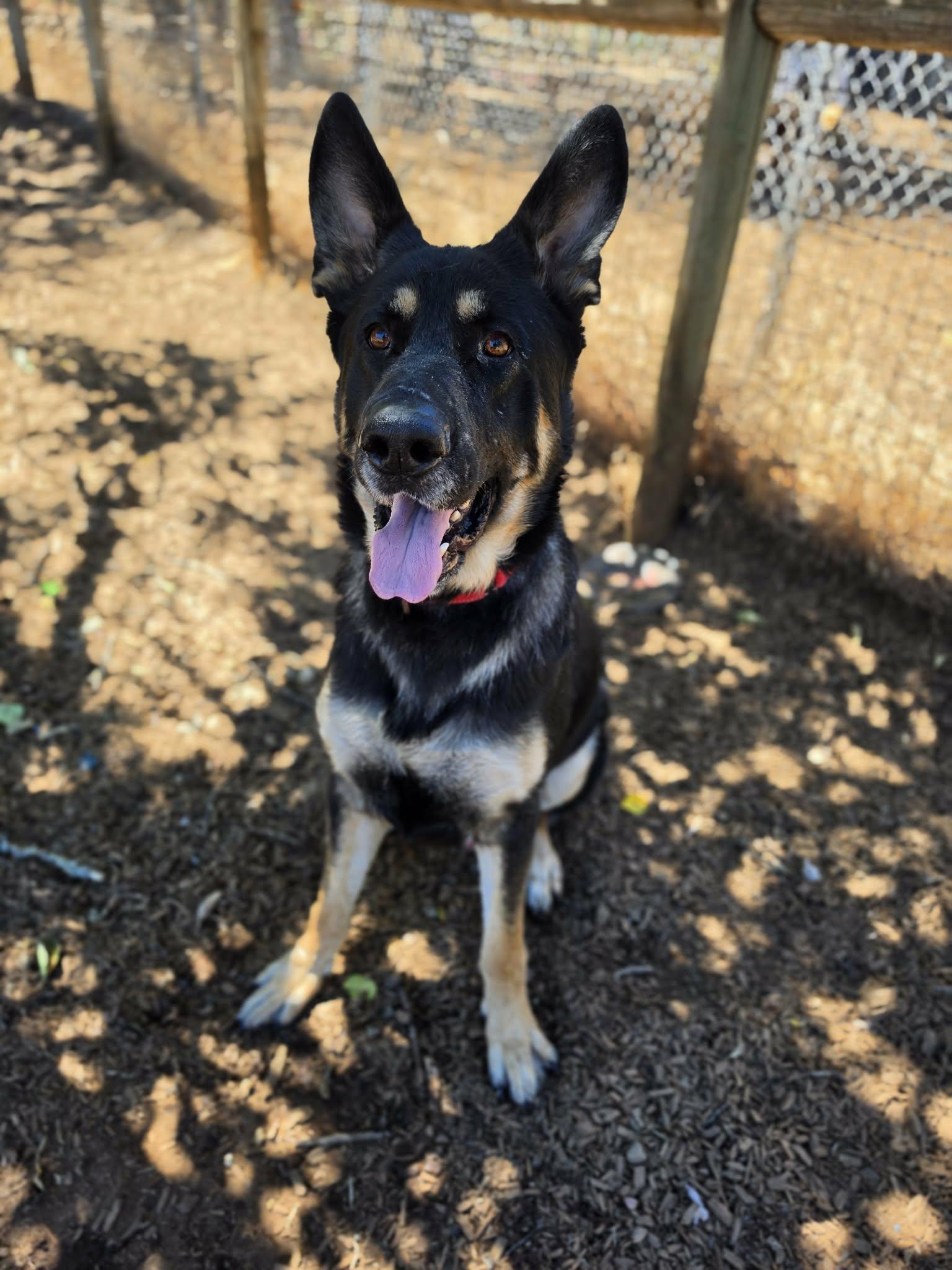 Enlarge Shepherd, a ADOPTABLE German Shepherd Dog in Grants Pass, OR image 4/6