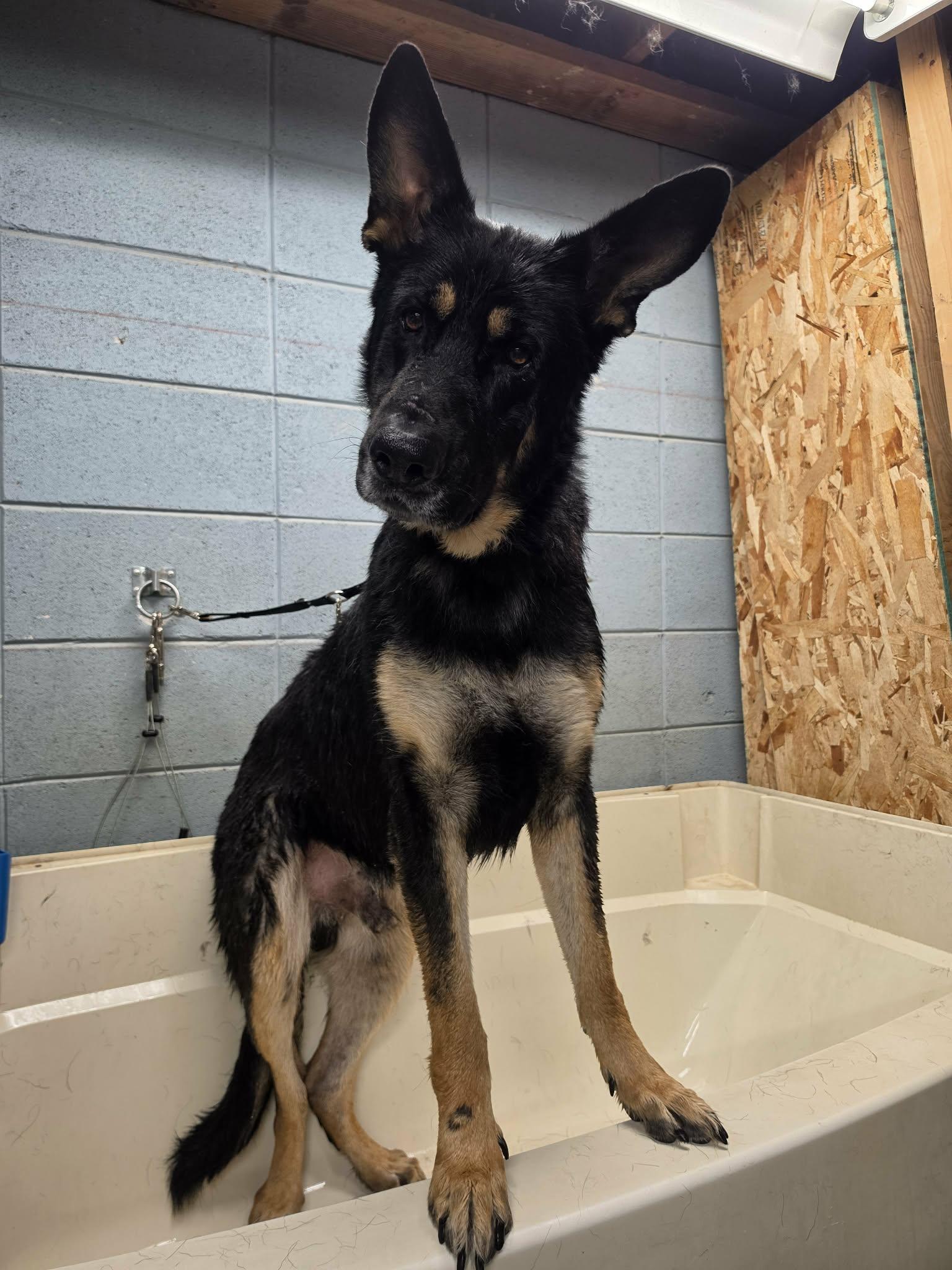 Enlarge Shepherd, a ADOPTABLE German Shepherd Dog in Grants Pass, OR image 6/6