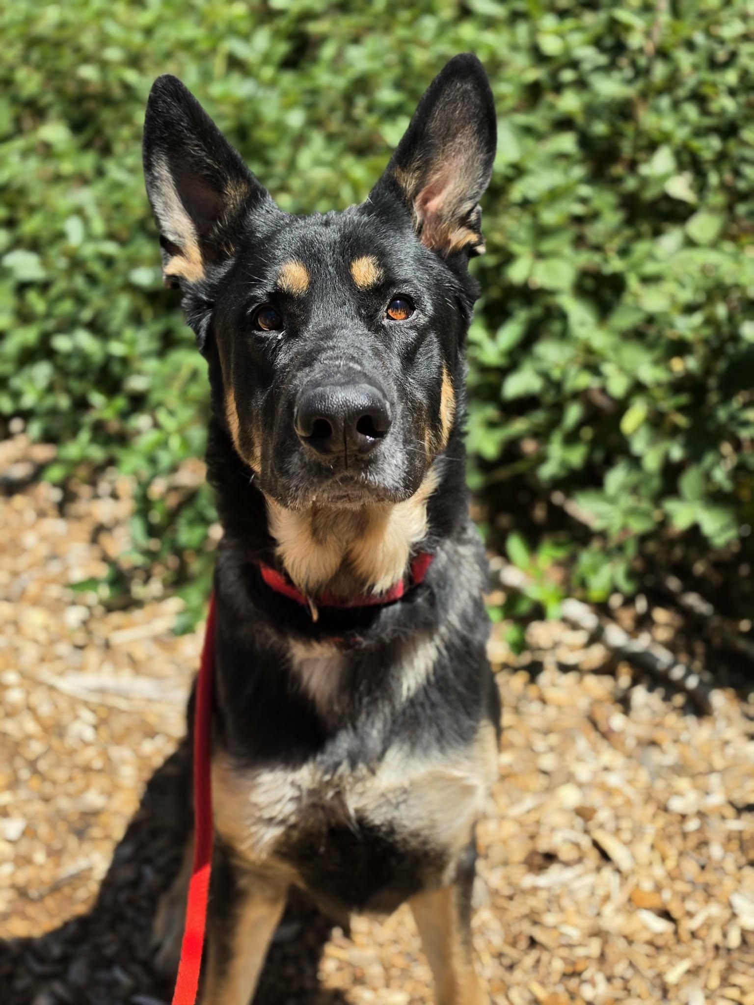 Shepherd, ADOPTABLE, Adult Male German Shepherd Dog.