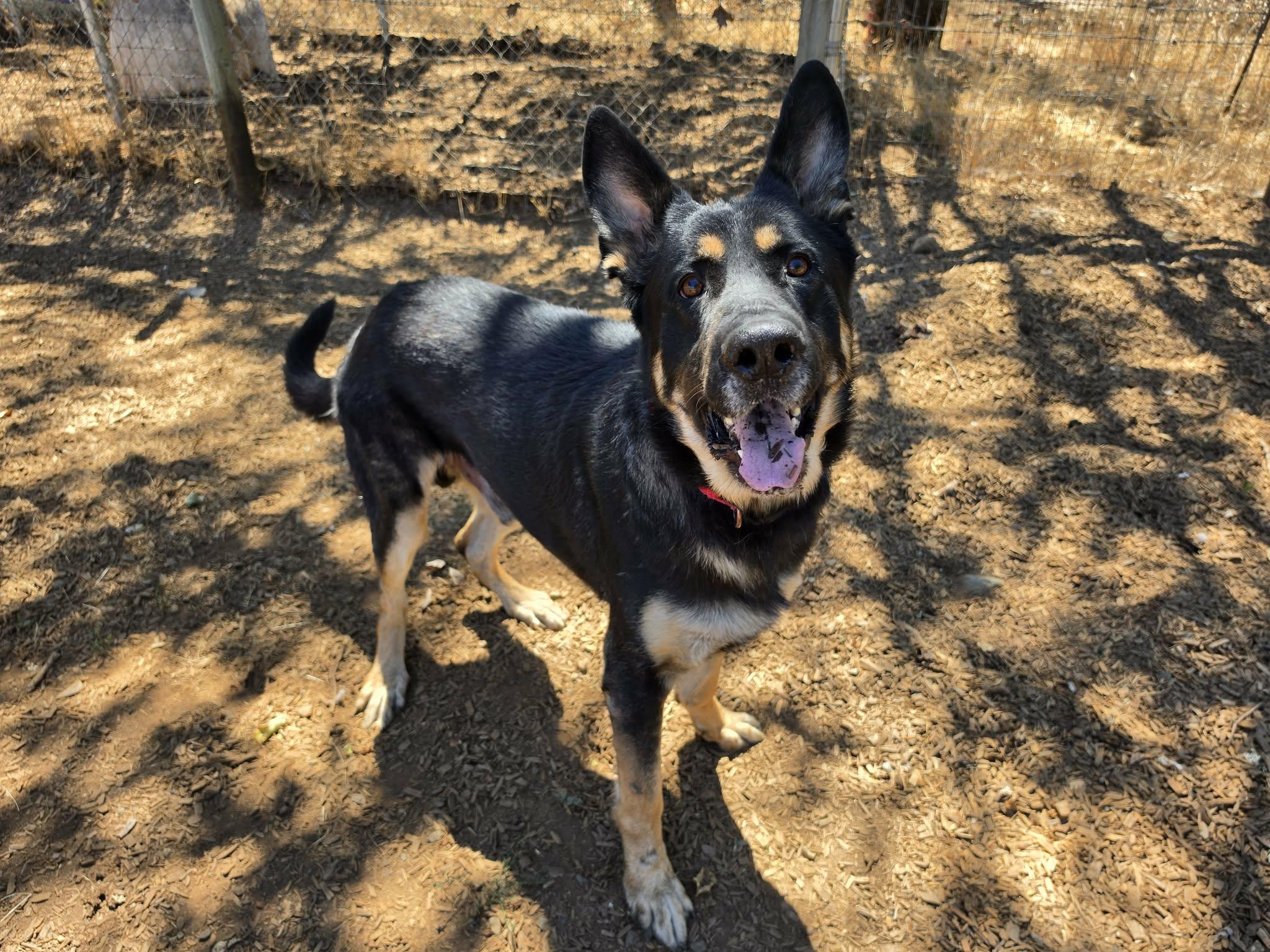 Enlarge Shepherd, a ADOPTABLE German Shepherd Dog in Grants Pass, OR image 5/6