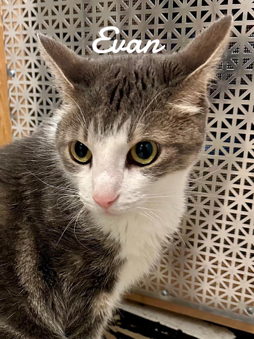 Evan, Adoptable, Adult Male Domestic Short Hair.