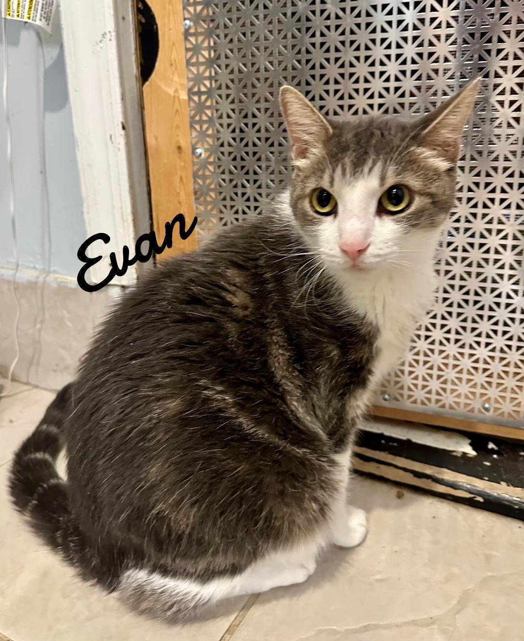 Enlarge Evan, a Adoptable Domestic Short Hair in Naugatuck, CT image 2/2