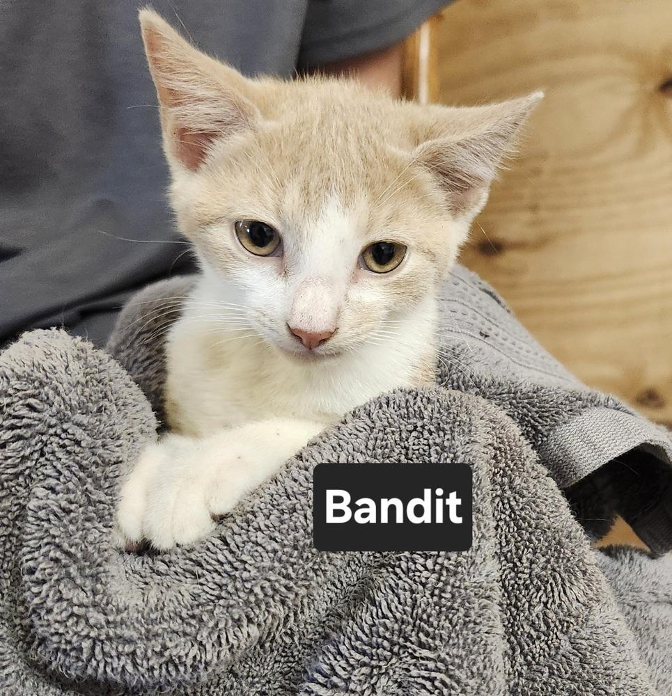 Enlarge Bandit, a Adoptable mixed breed in East Greenville, PA image 1/5
