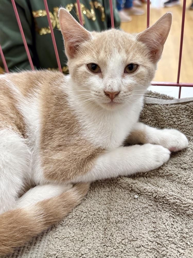 Enlarge Bandit, a Adoptable mixed breed in East Greenville, PA image 2/5
