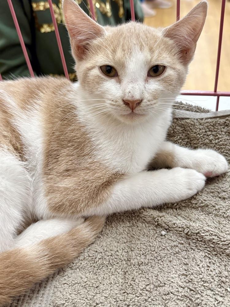 Enlarge Bandit, a Adoptable mixed breed in East Greenville, PA image 3/5