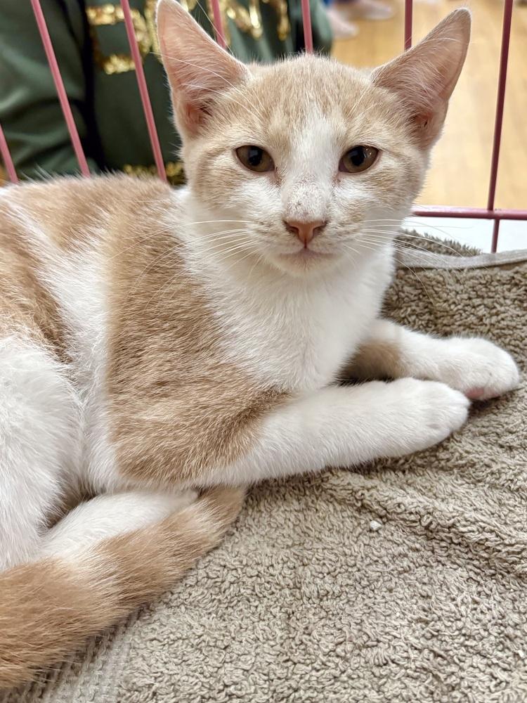 Enlarge Bandit, a Adoptable mixed breed in East Greenville, PA image 4/5