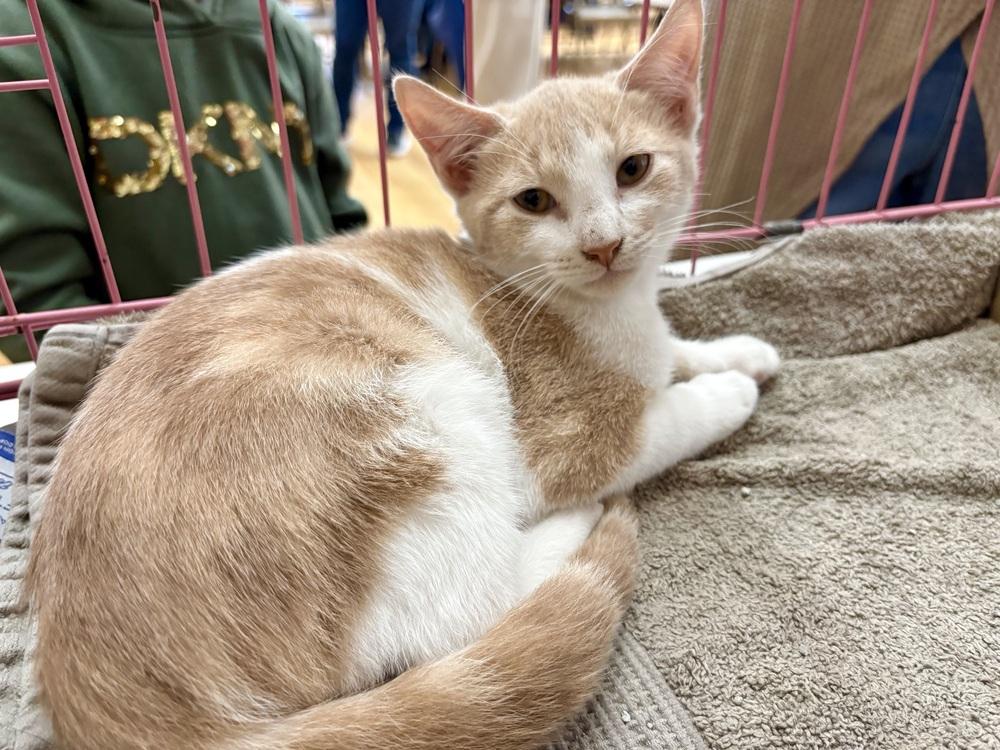 Enlarge Bandit, a Adoptable mixed breed in East Greenville, PA image 5/5