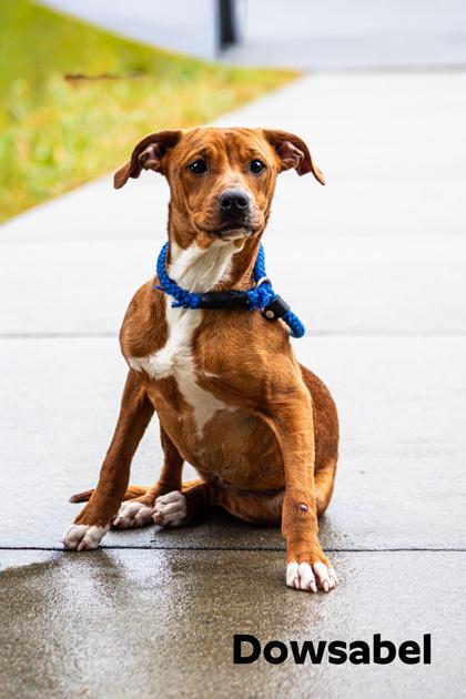 Enlarge Dowsabel, a Adoptable mixed breed in Clayton, GA image 1/1