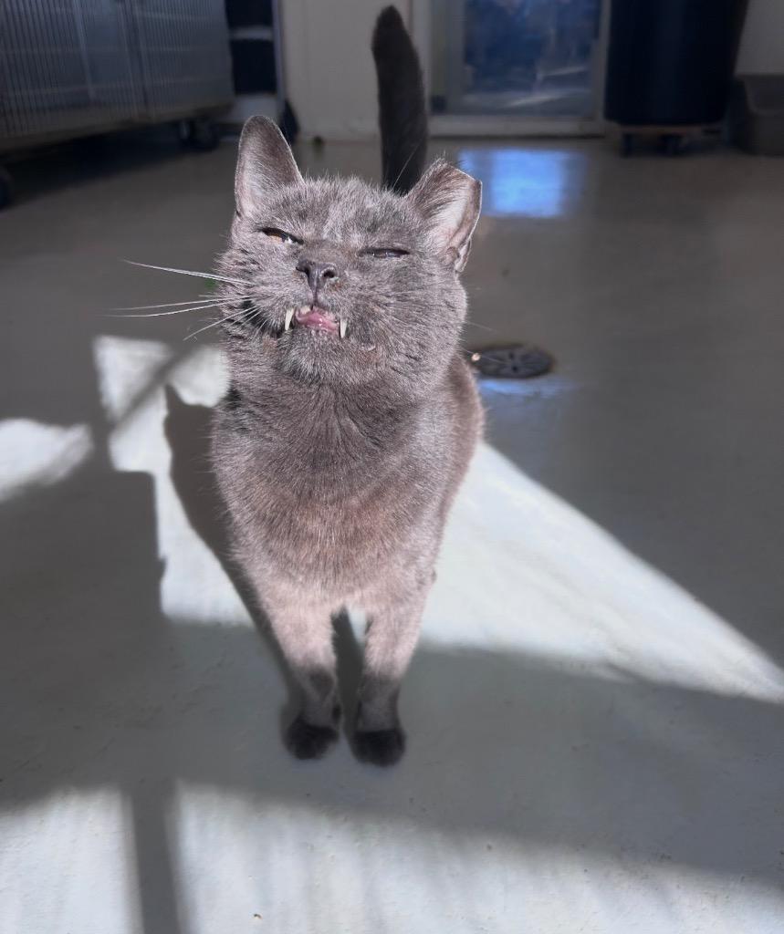 Mr. Jinx, Adoptable, Senior Male Domestic Short Hair.