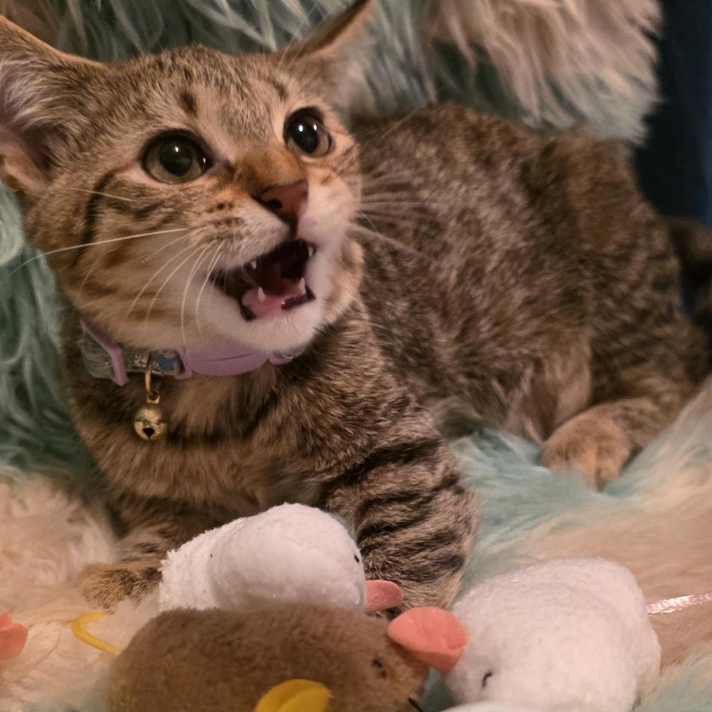 Luna, Adoptable, Kitten Female Domestic Short Hair.