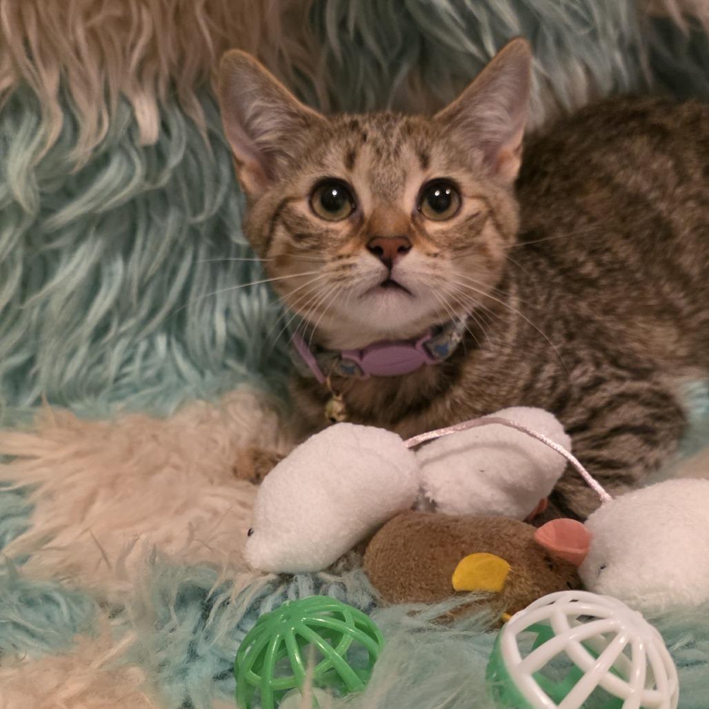Enlarge Luna, a Adoptable Domestic Short Hair in Glenfield, NY image 2/4