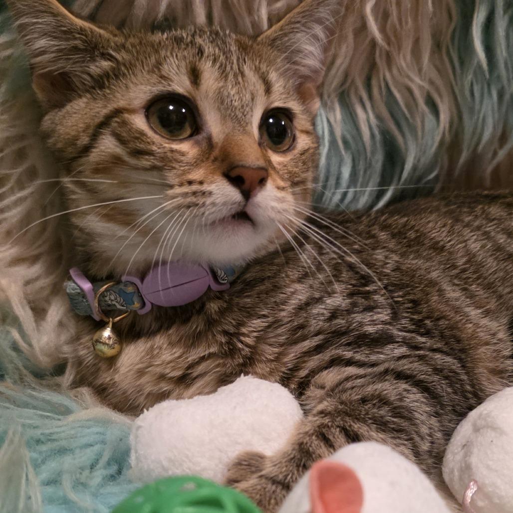 Enlarge Luna, a Adoptable Domestic Short Hair in Glenfield, NY image 3/4