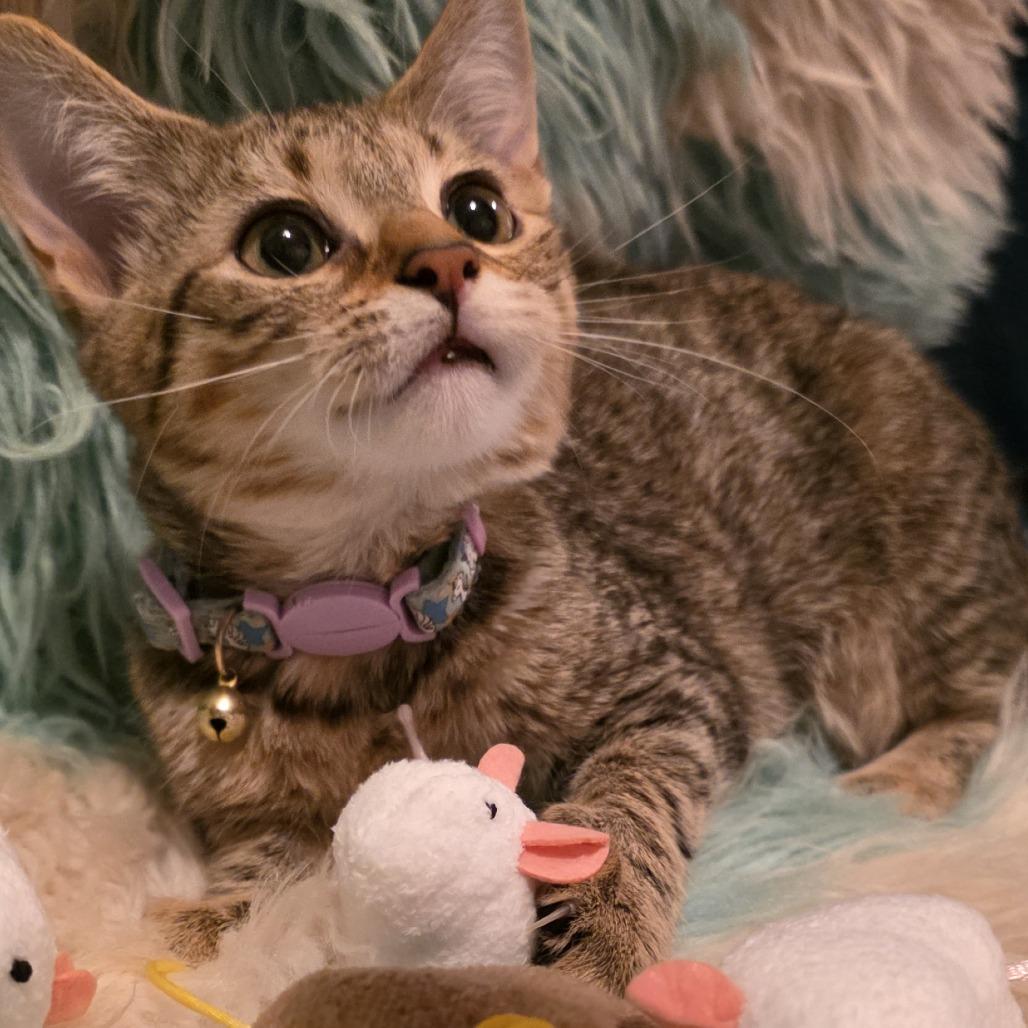 Enlarge Luna, a Adoptable Domestic Short Hair in Glenfield, NY image 4/4