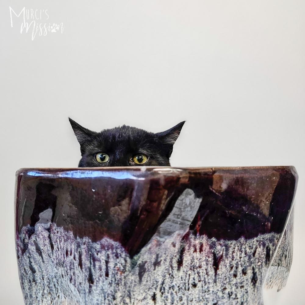 Bella, Adoptable, Young Male Domestic Short Hair.