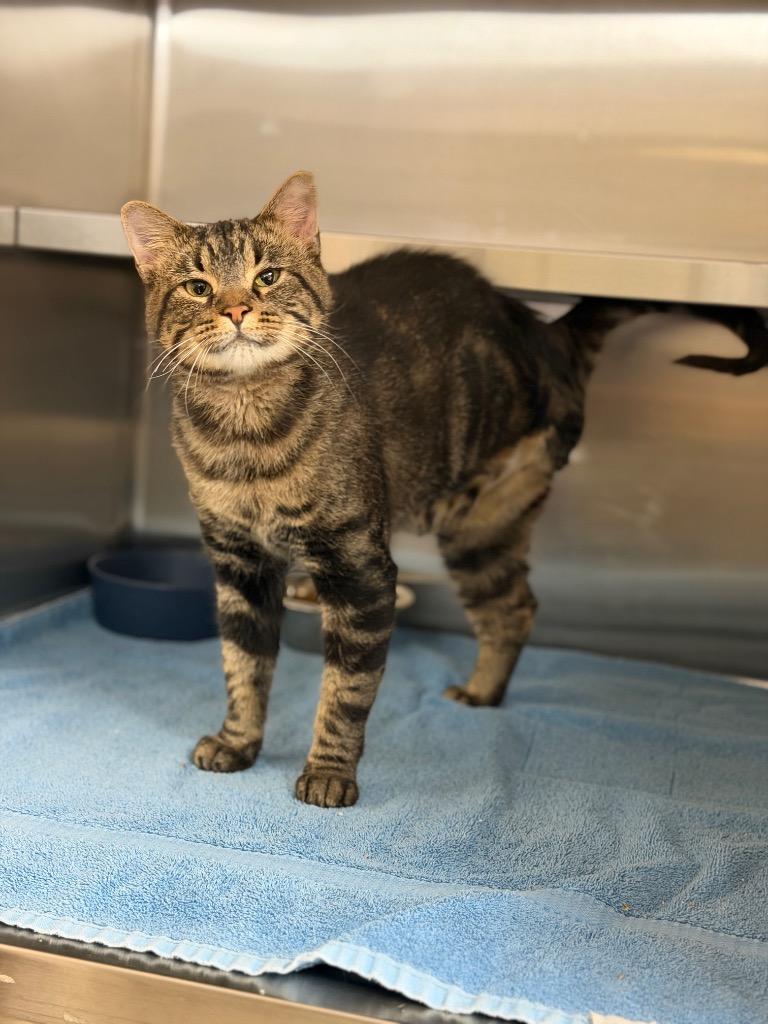 Enlarge Taco Bell, an adopted Domestic Short Hair in Columbus, NE image 1/1