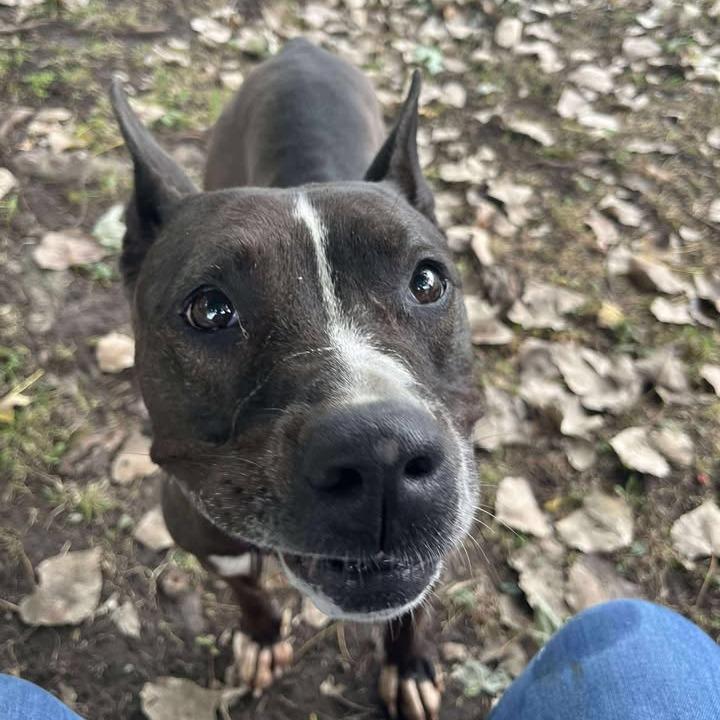 Emma, a Adoptable mixed breed in Memphis, TN image 2/3