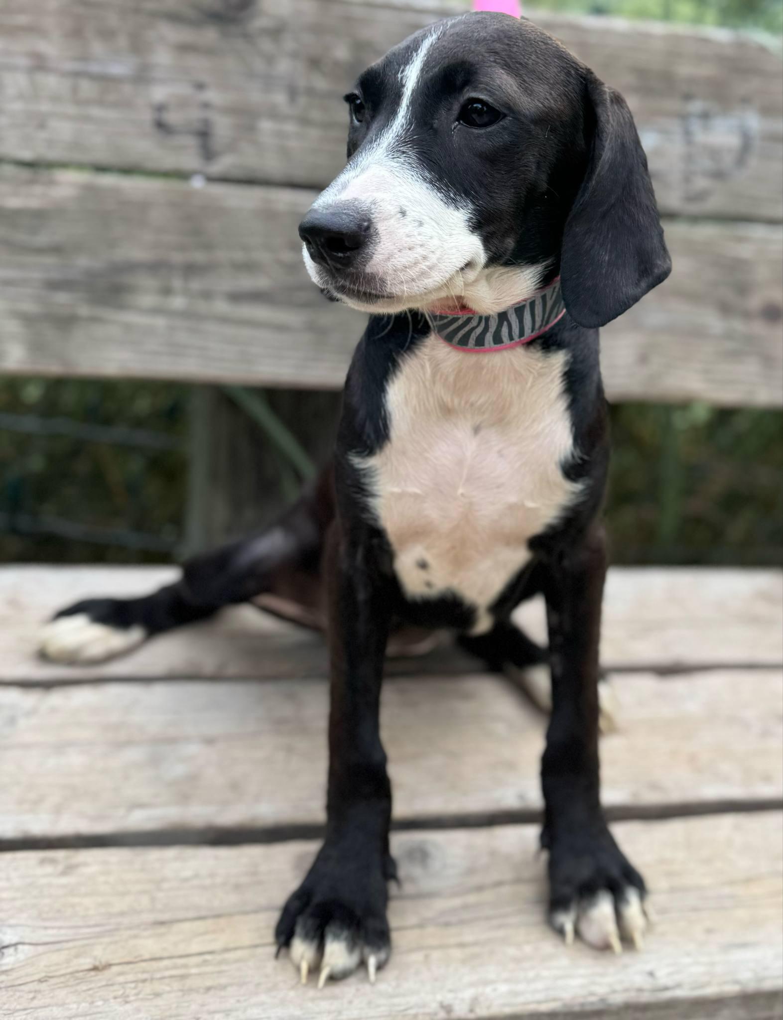 Bubbles, a Adoptable mixed breed in Parsippany, NJ image 1/4