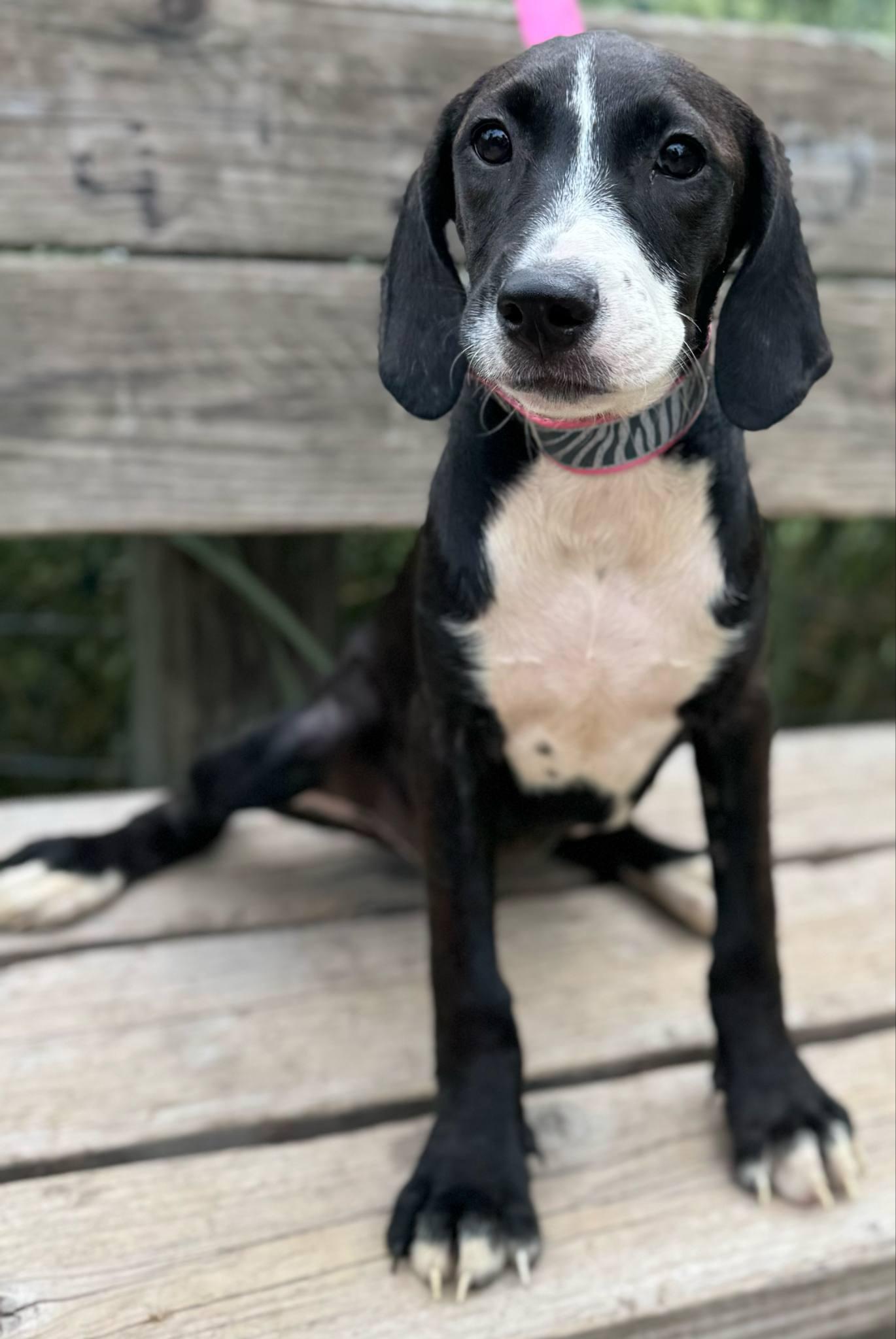 Bubbles, a Adoptable mixed breed in Parsippany, NJ image 2/4