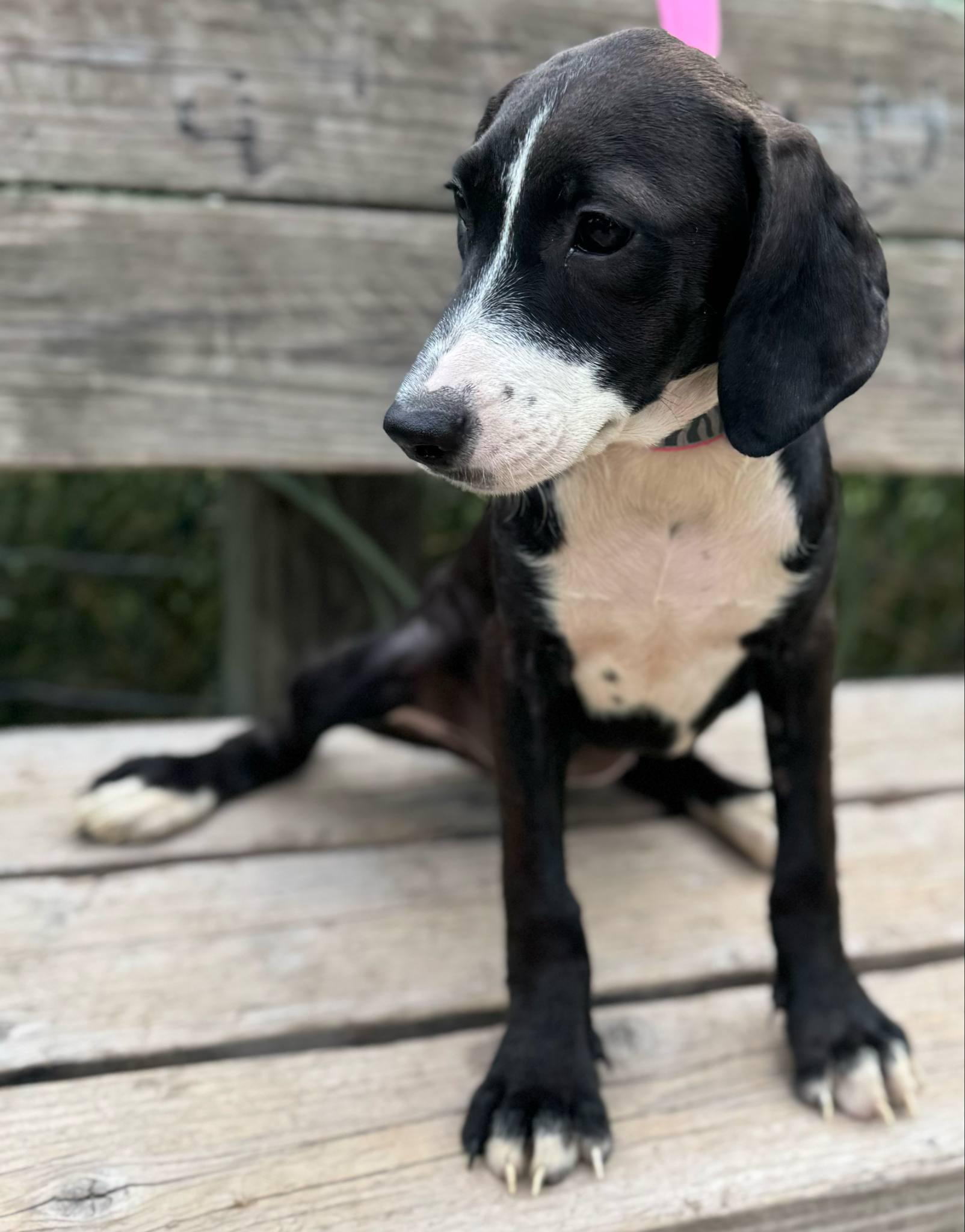 Bubbles, a Adoptable mixed breed in Parsippany, NJ image 3/4