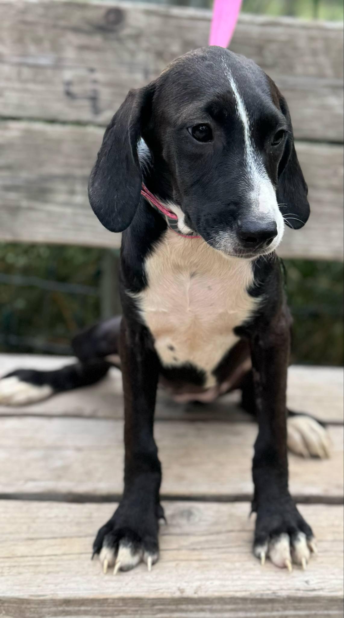 Bubbles, a Adoptable mixed breed in Parsippany, NJ image 4/4