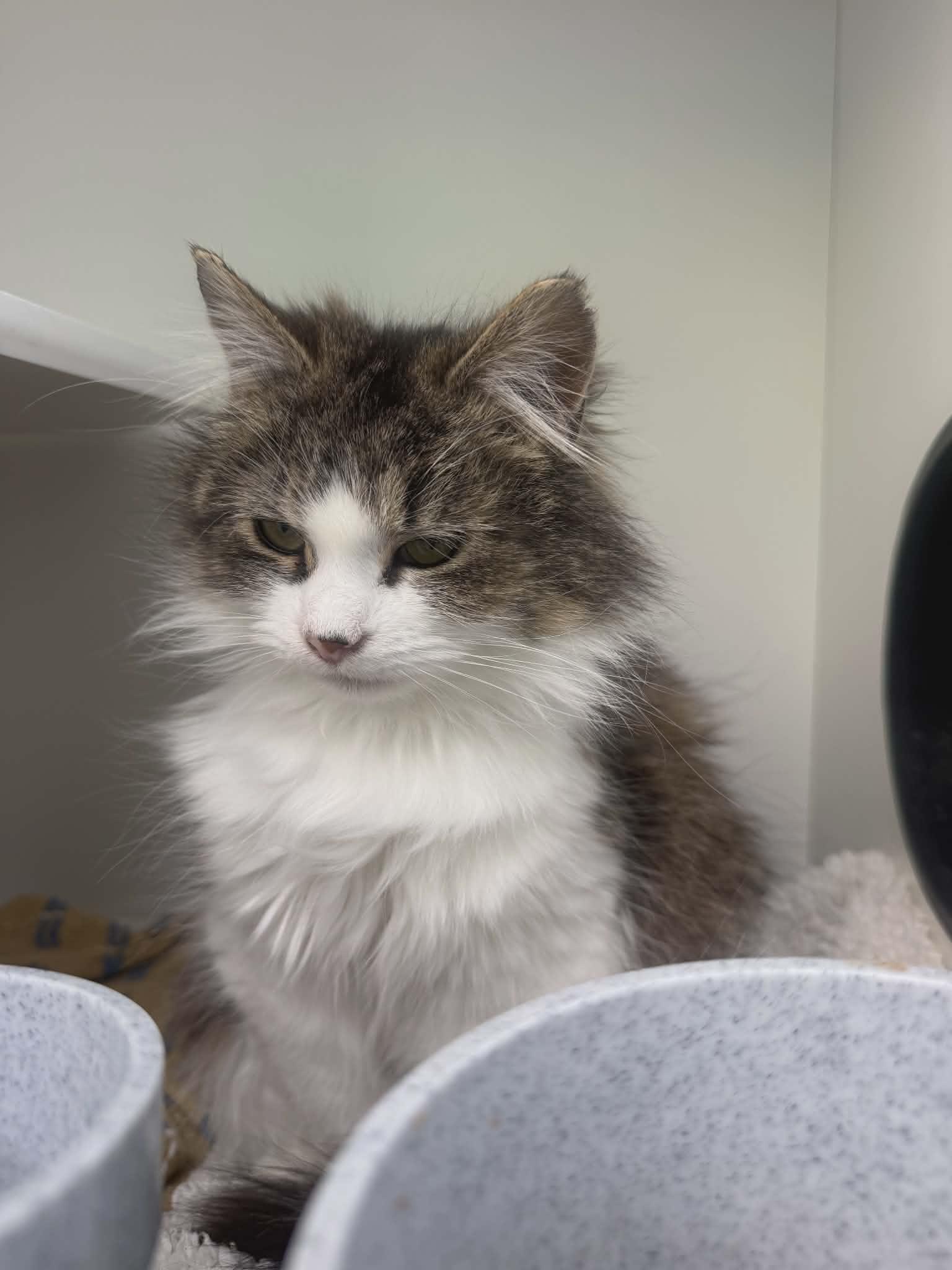Enlarge Priscilla , a ADOPTABLE Domestic Medium Hair in oxford, PA image 1/2