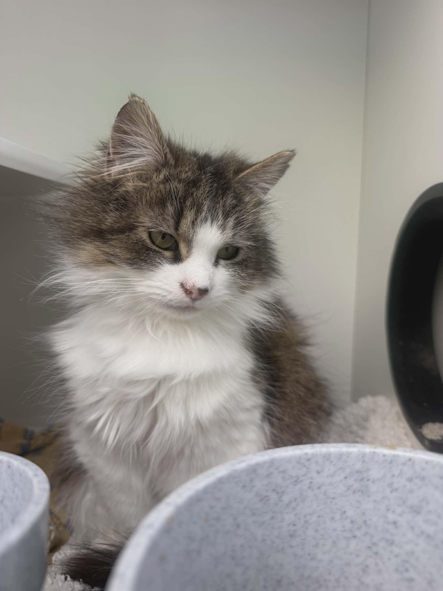 Enlarge Priscilla , a ADOPTABLE Domestic Medium Hair in oxford, PA image 2/2